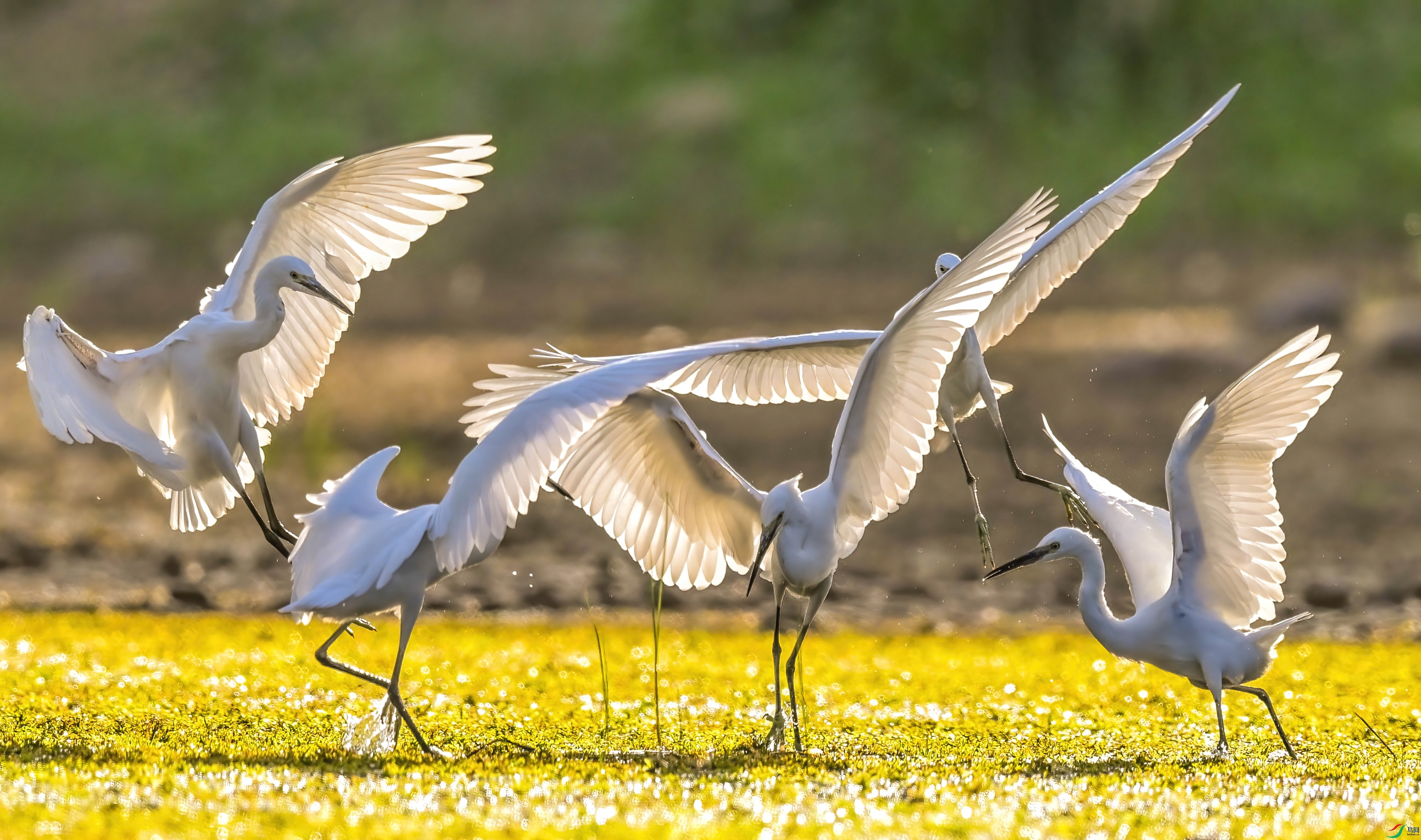 20220827_1-DeNoiseAI-standard (1).jpg