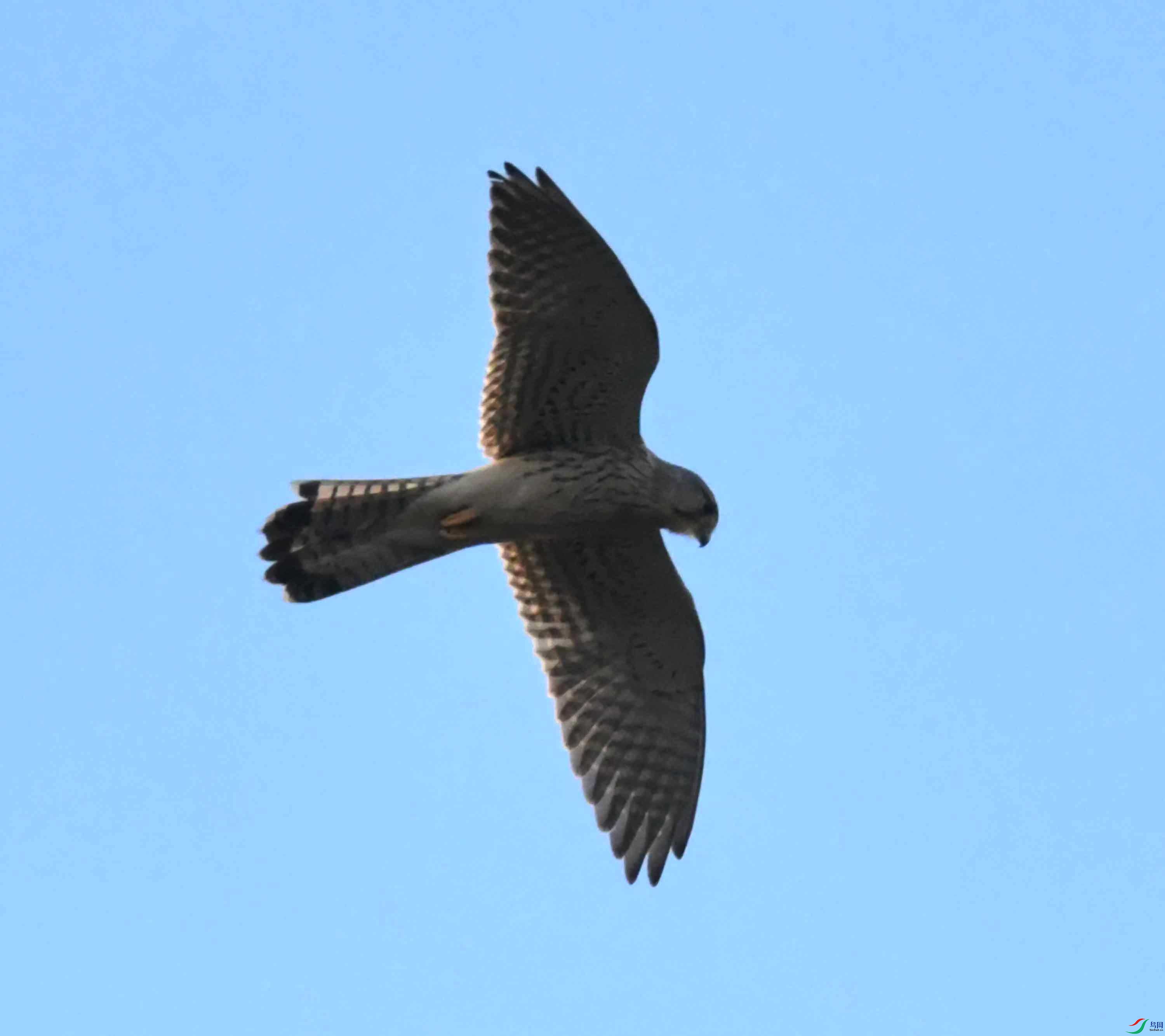 DSC_0419.JPG