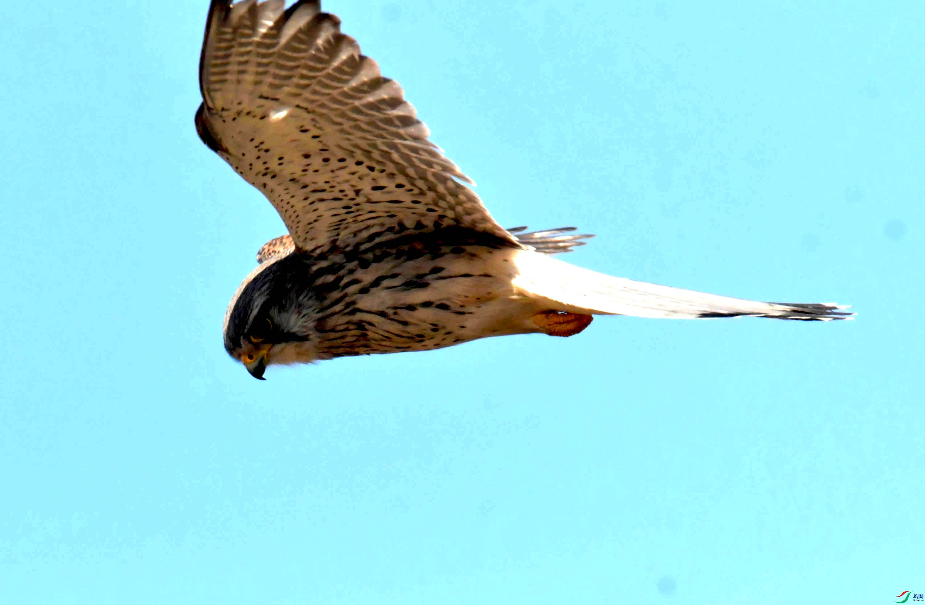 DSC_2790.JPG