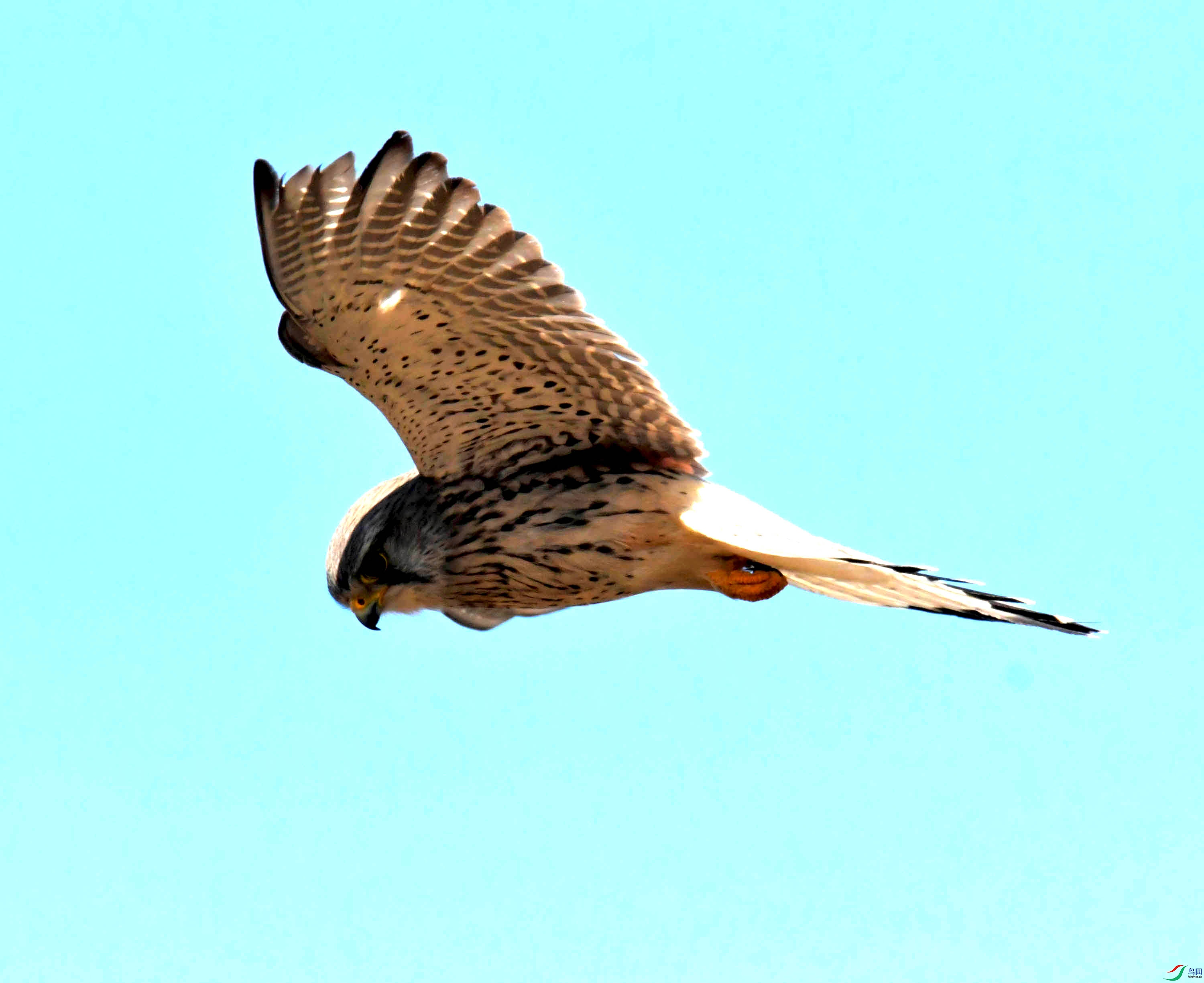 DSC_2796.JPG