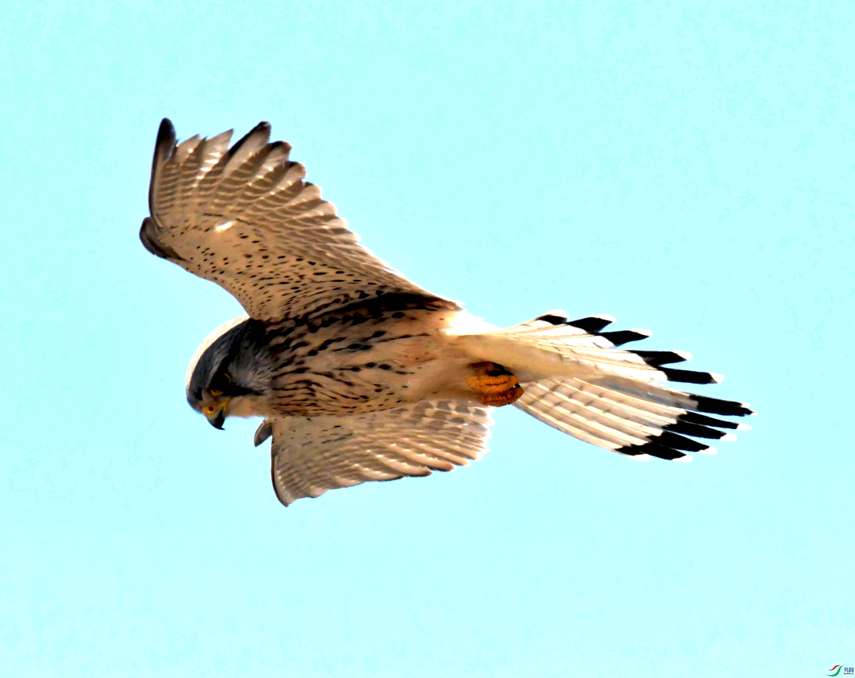 DSC_2794.JPG