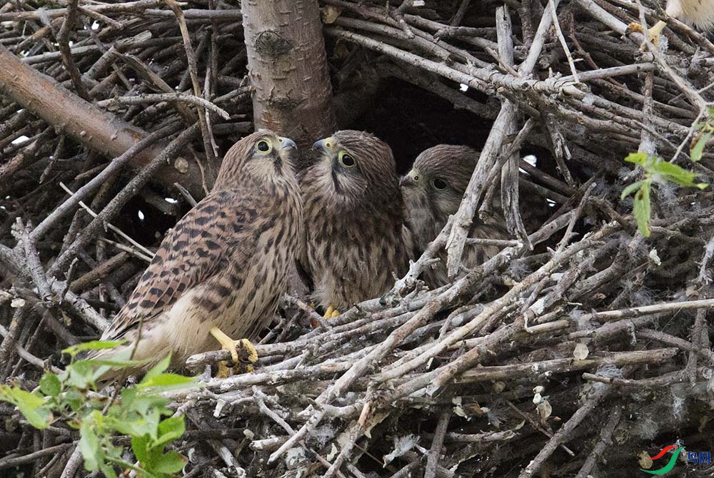 �ұ���7 A4797---333.jpg