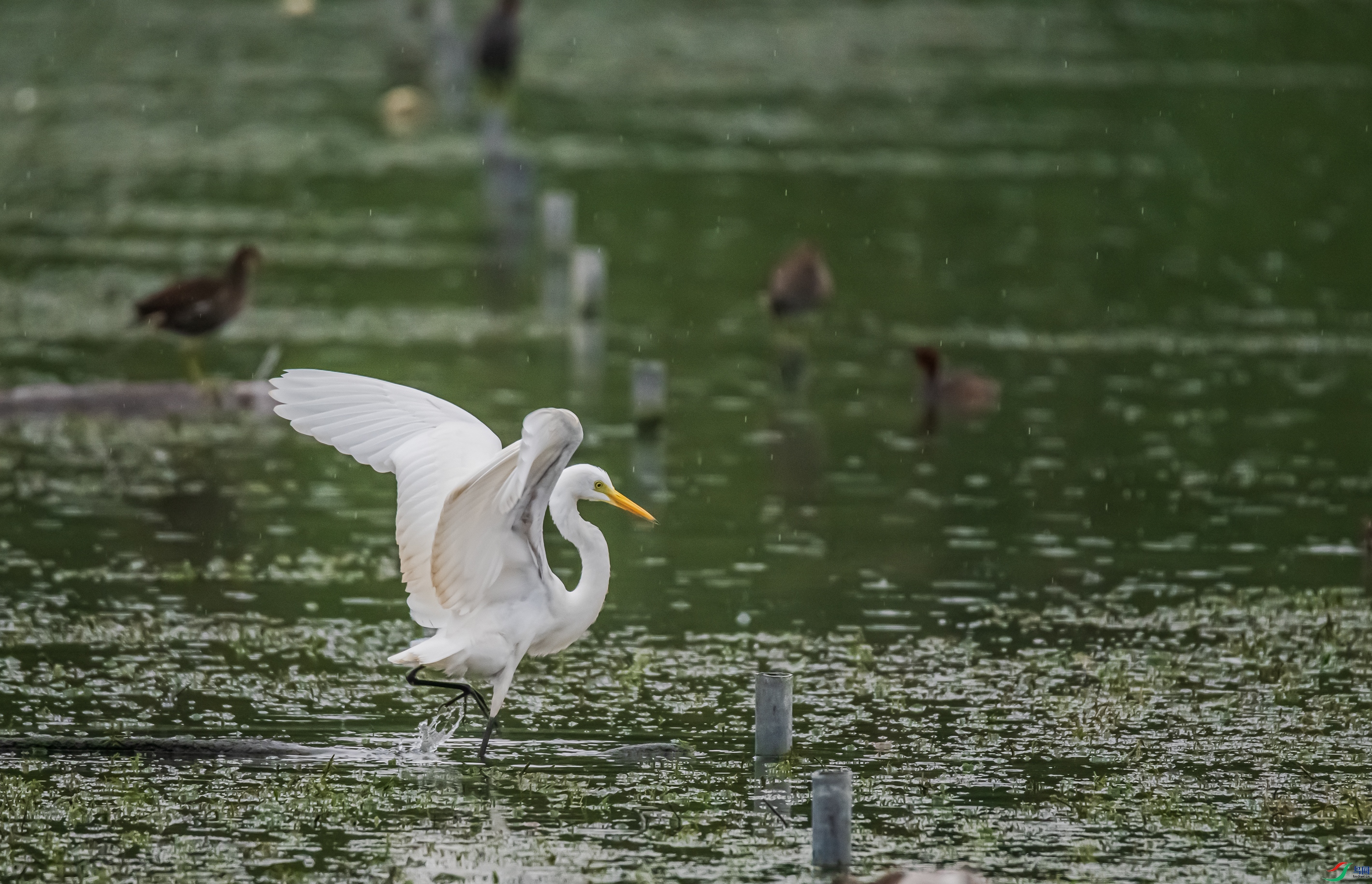 DSC_6644.jpg