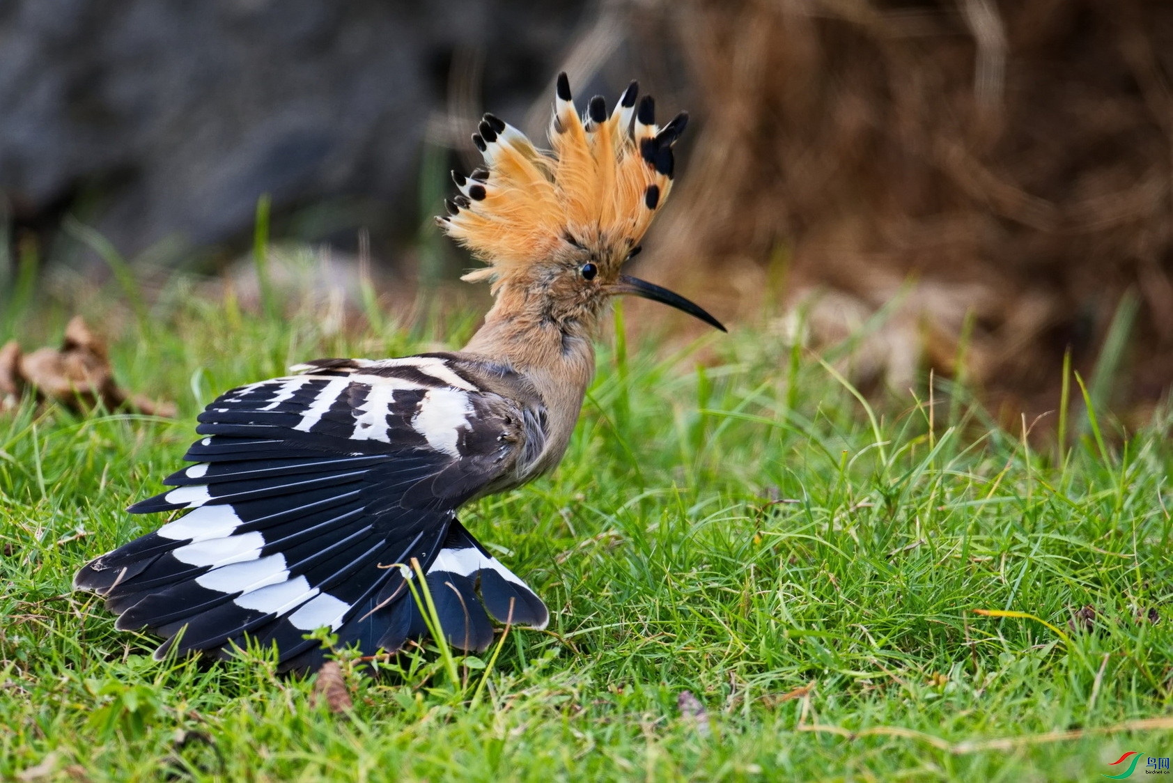 ������ʤ