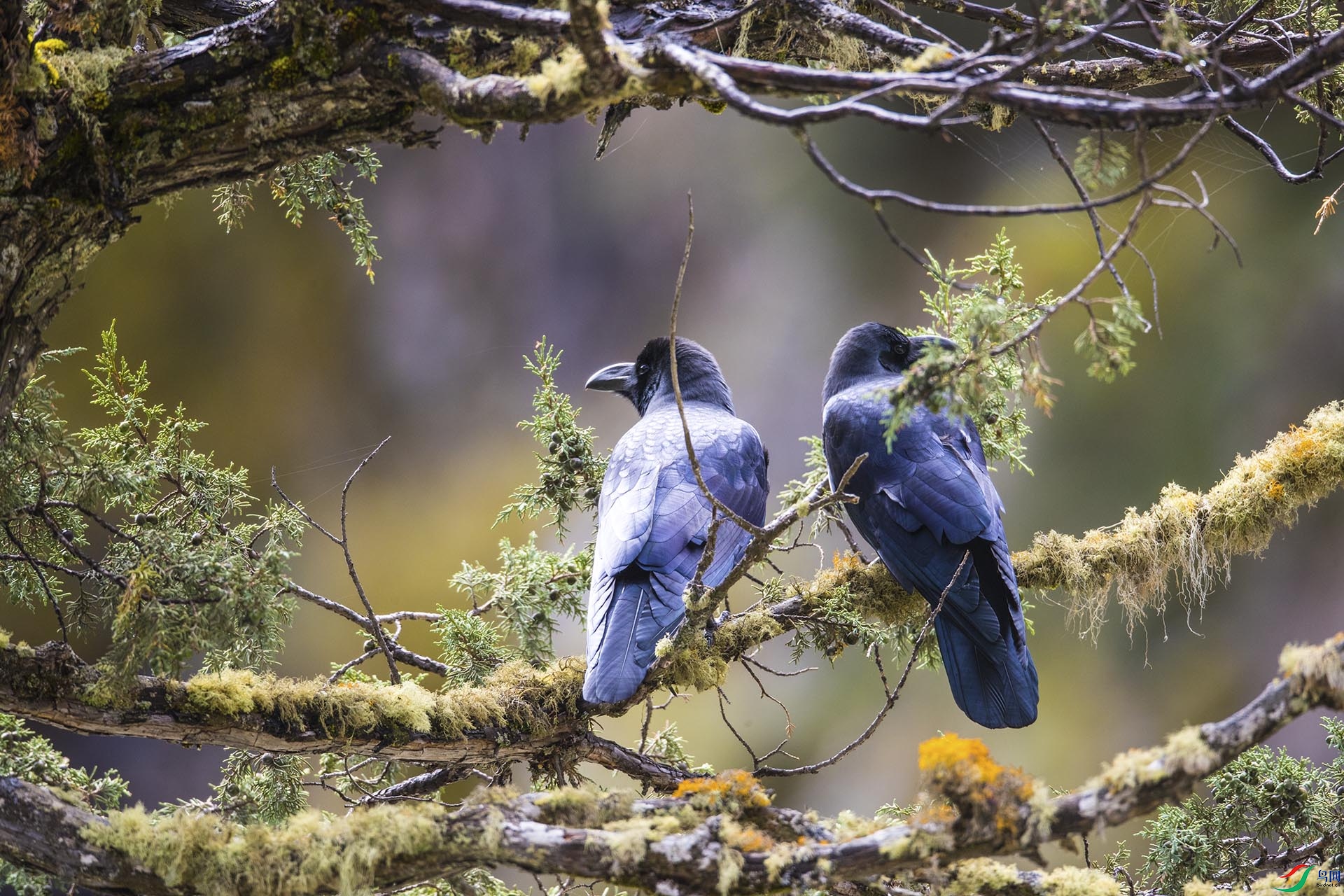 ������ѻ