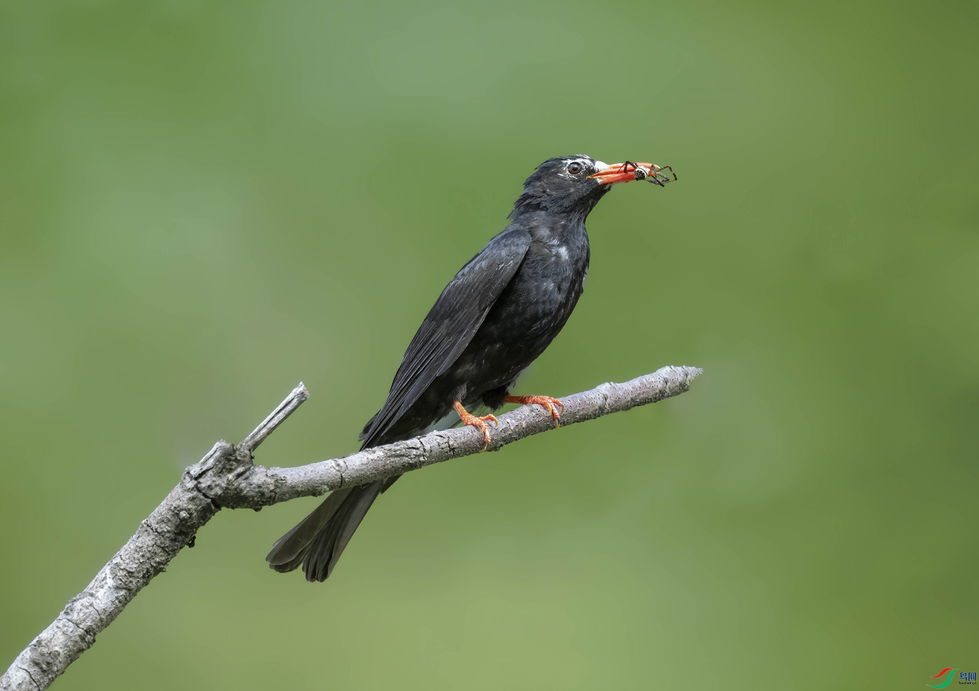 DSC_6596 ����.jpg