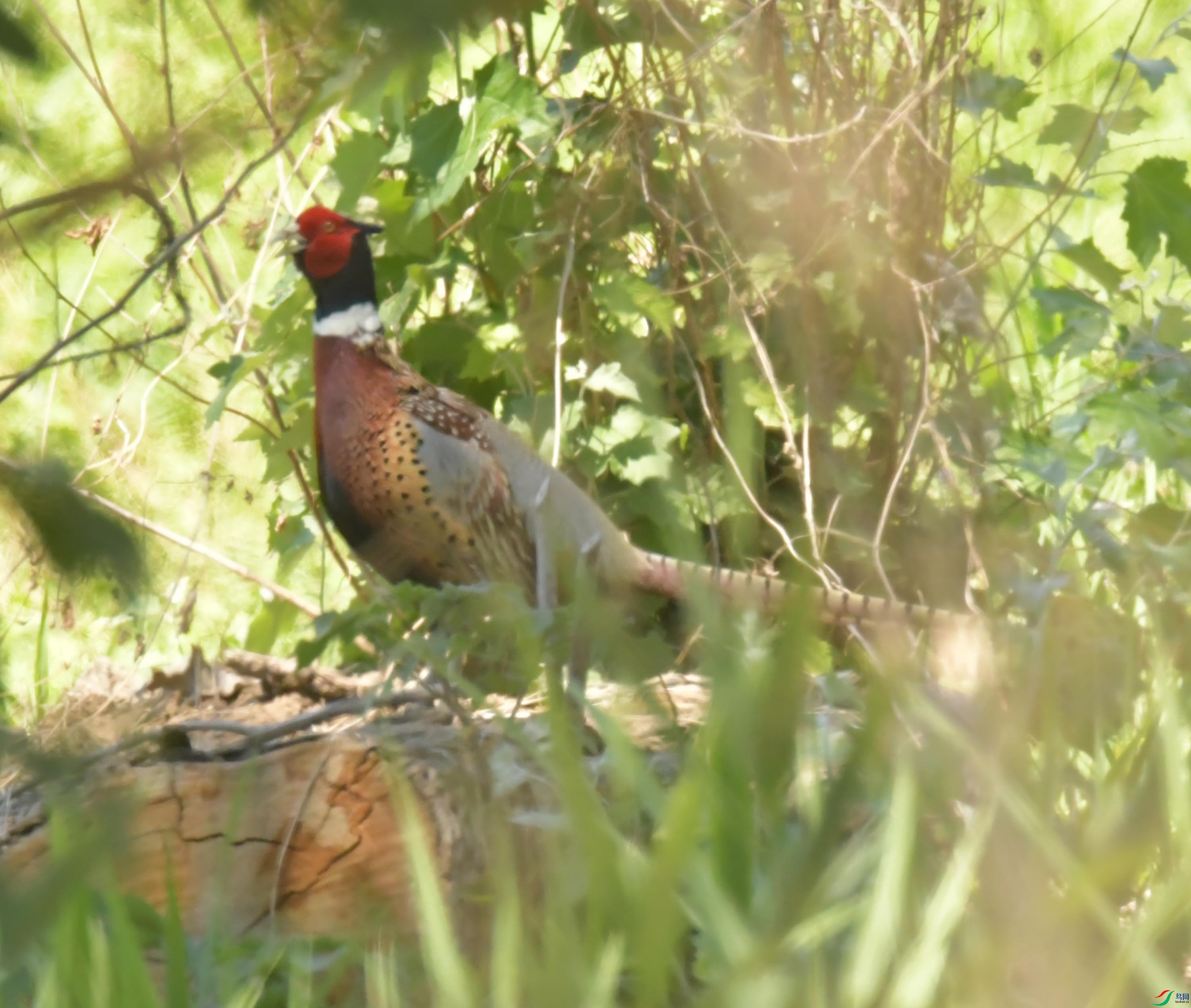 NIKON CORPORATION NIKON D500 -5568x3712-8571008.JPEG