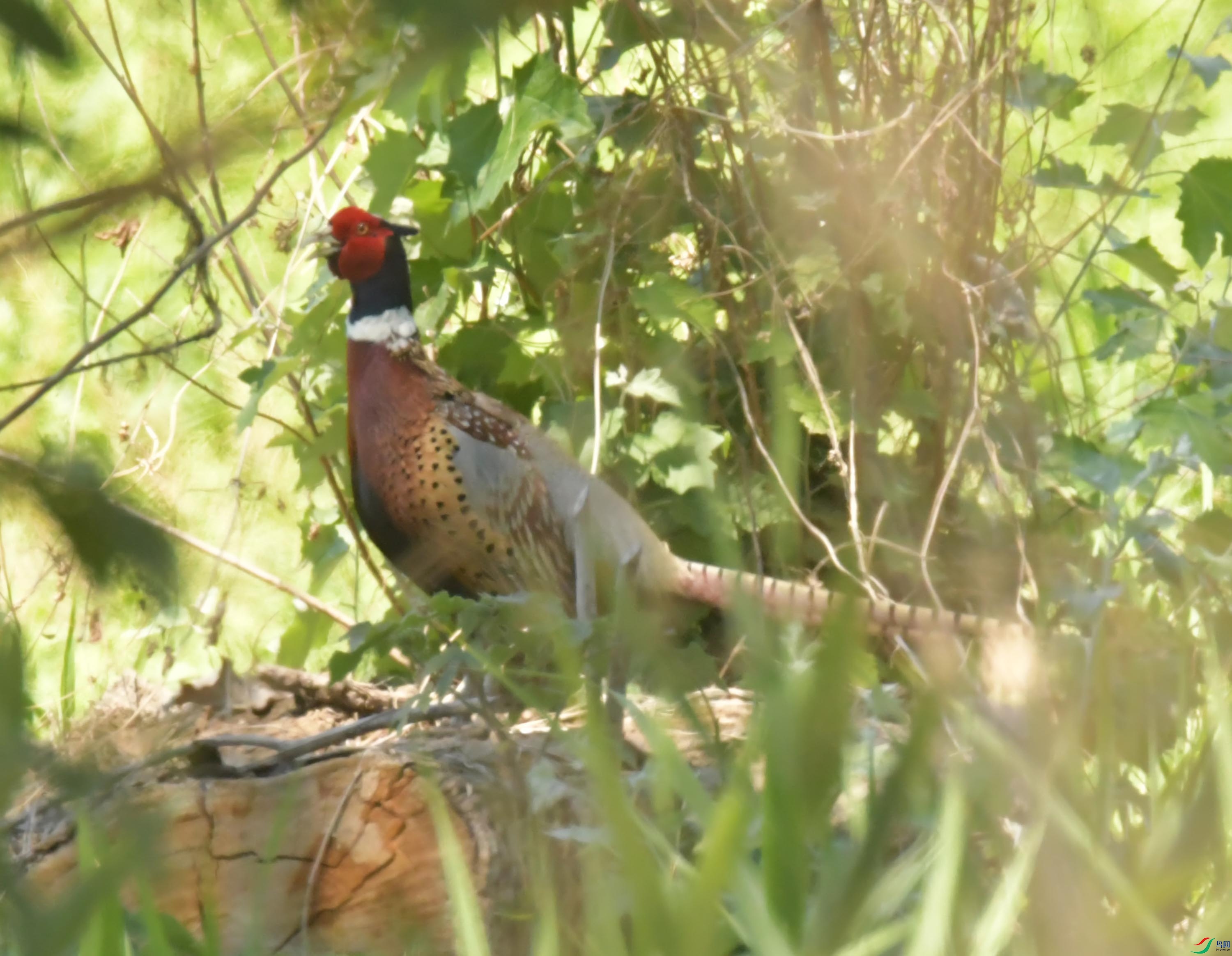 NIKON CORPORATION NIKON D500 -5568x3712-8590336.JPEG