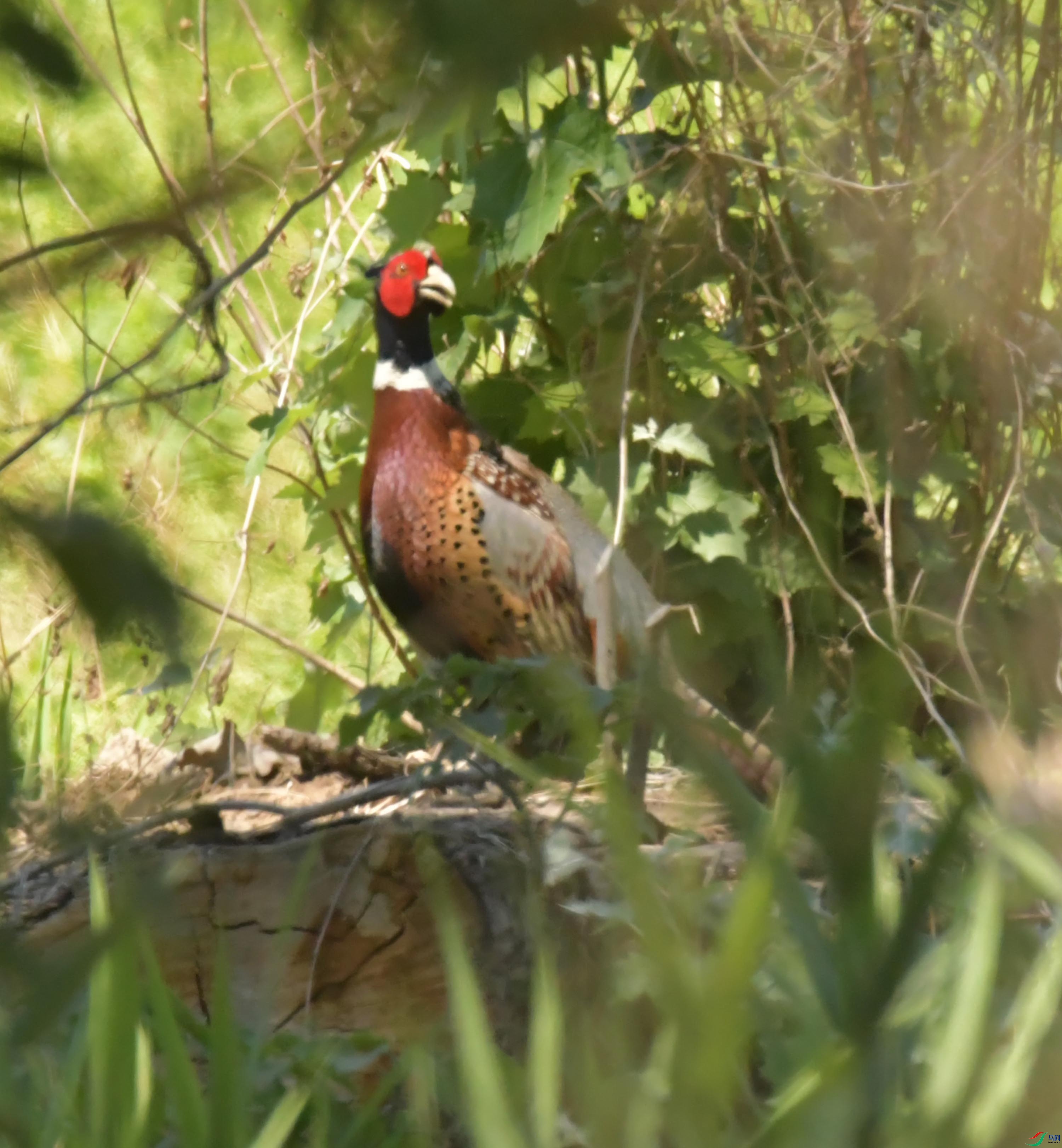 NIKON CORPORATION NIKON D500 -5568x3712-8628928.JPEG