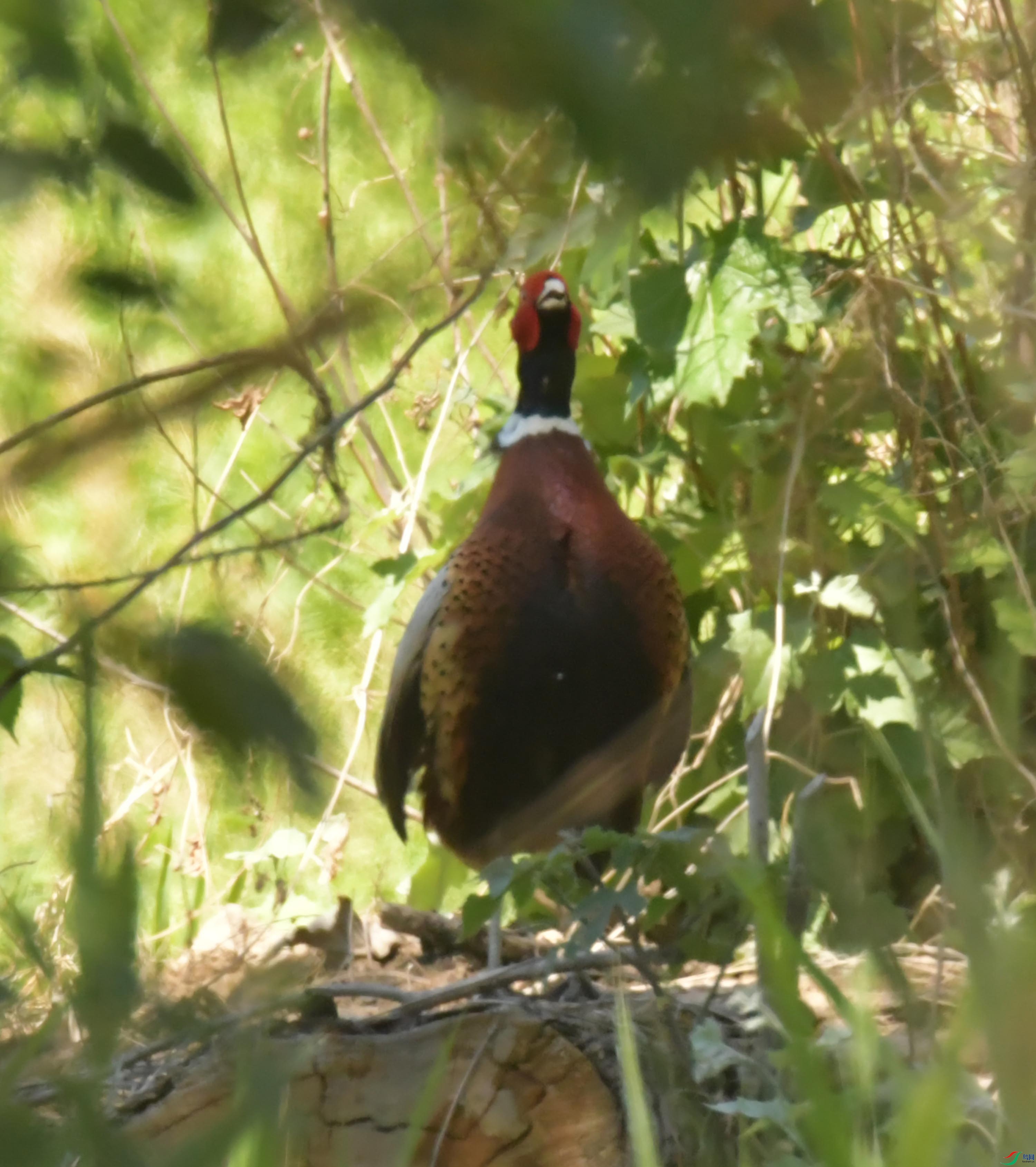 NIKON CORPORATION NIKON D500 -5568x3712-8667712.JPEG