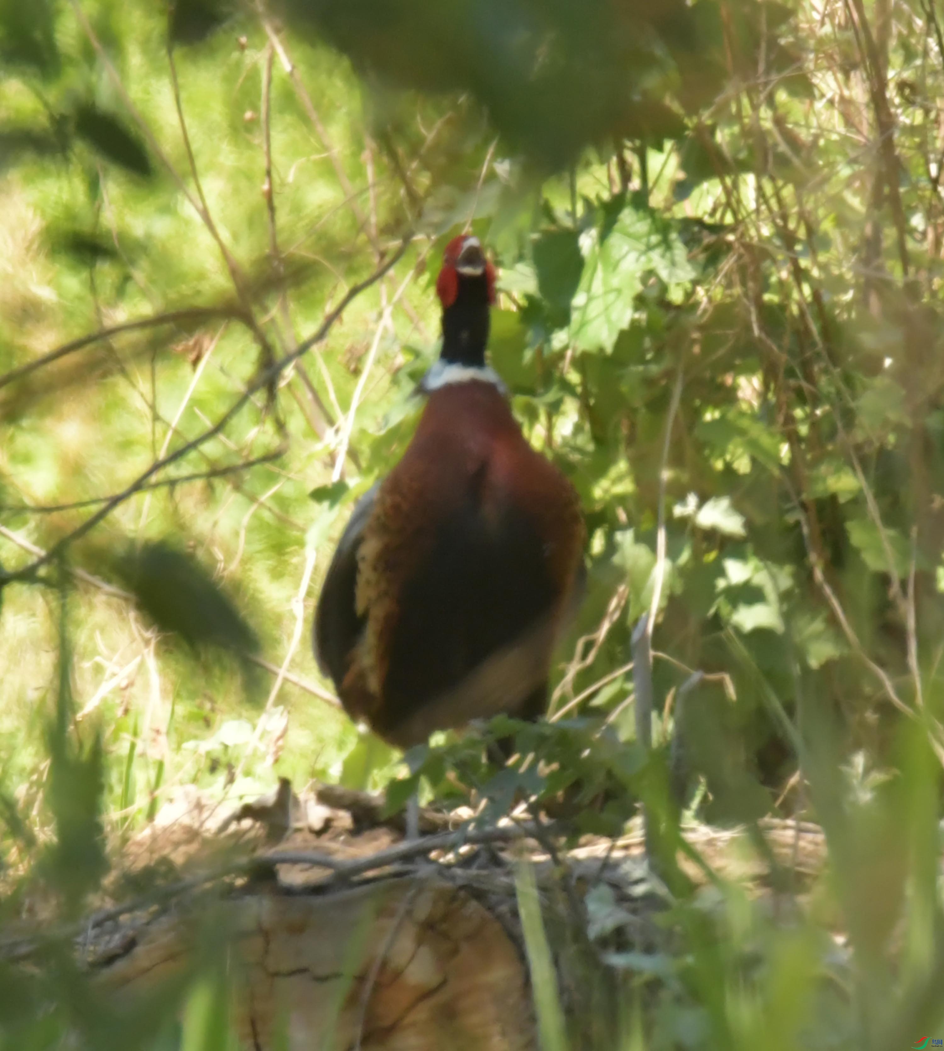 NIKON CORPORATION NIKON D500 -5568x3712-8648384.JPEG