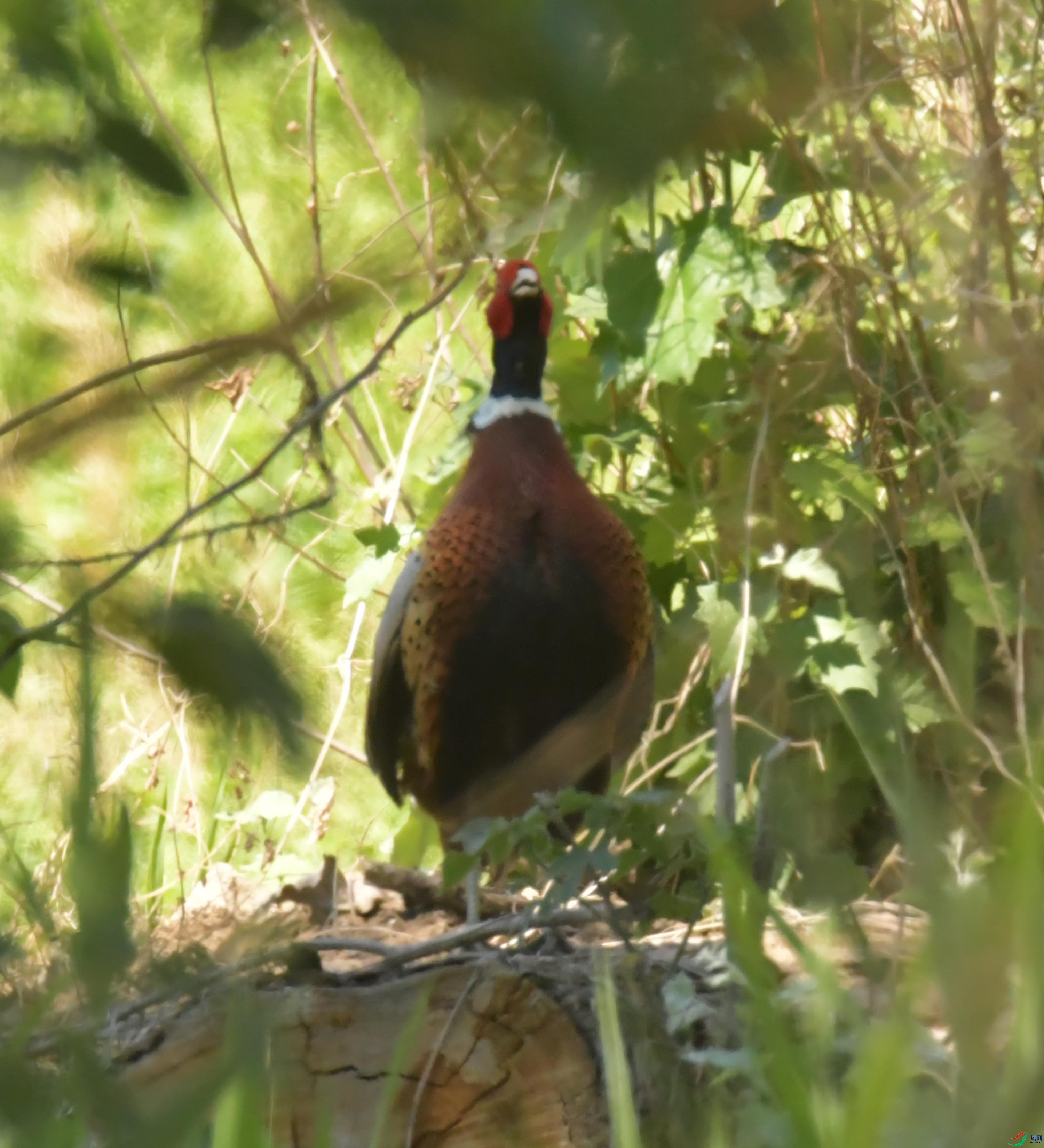 NIKON CORPORATION NIKON D500 -5568x3712-8687296.JPEG