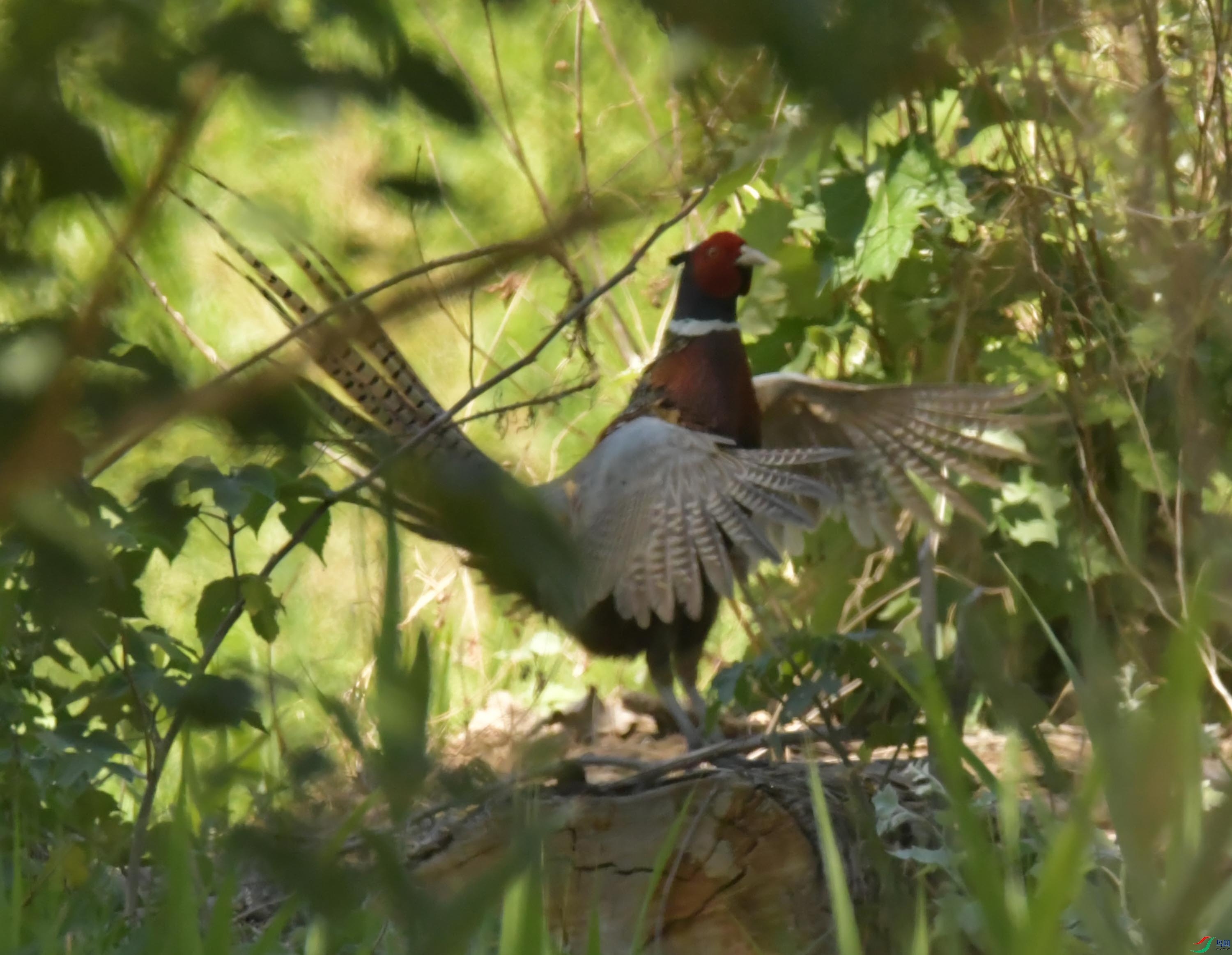 NIKON CORPORATION NIKON D500 -5568x3712-8726208.JPEG