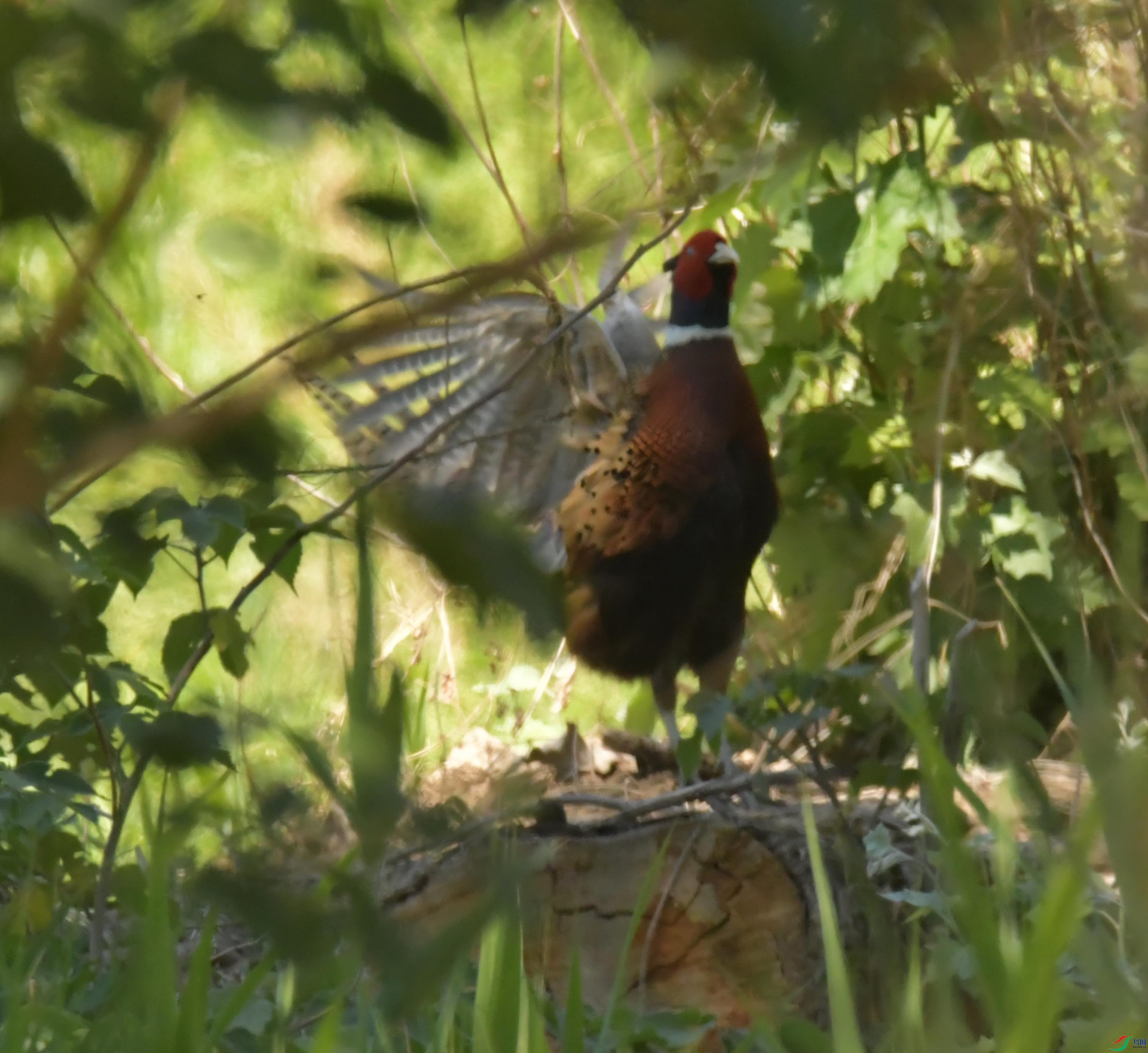 NIKON CORPORATION NIKON D500 -5568x3712-8706880.JPEG