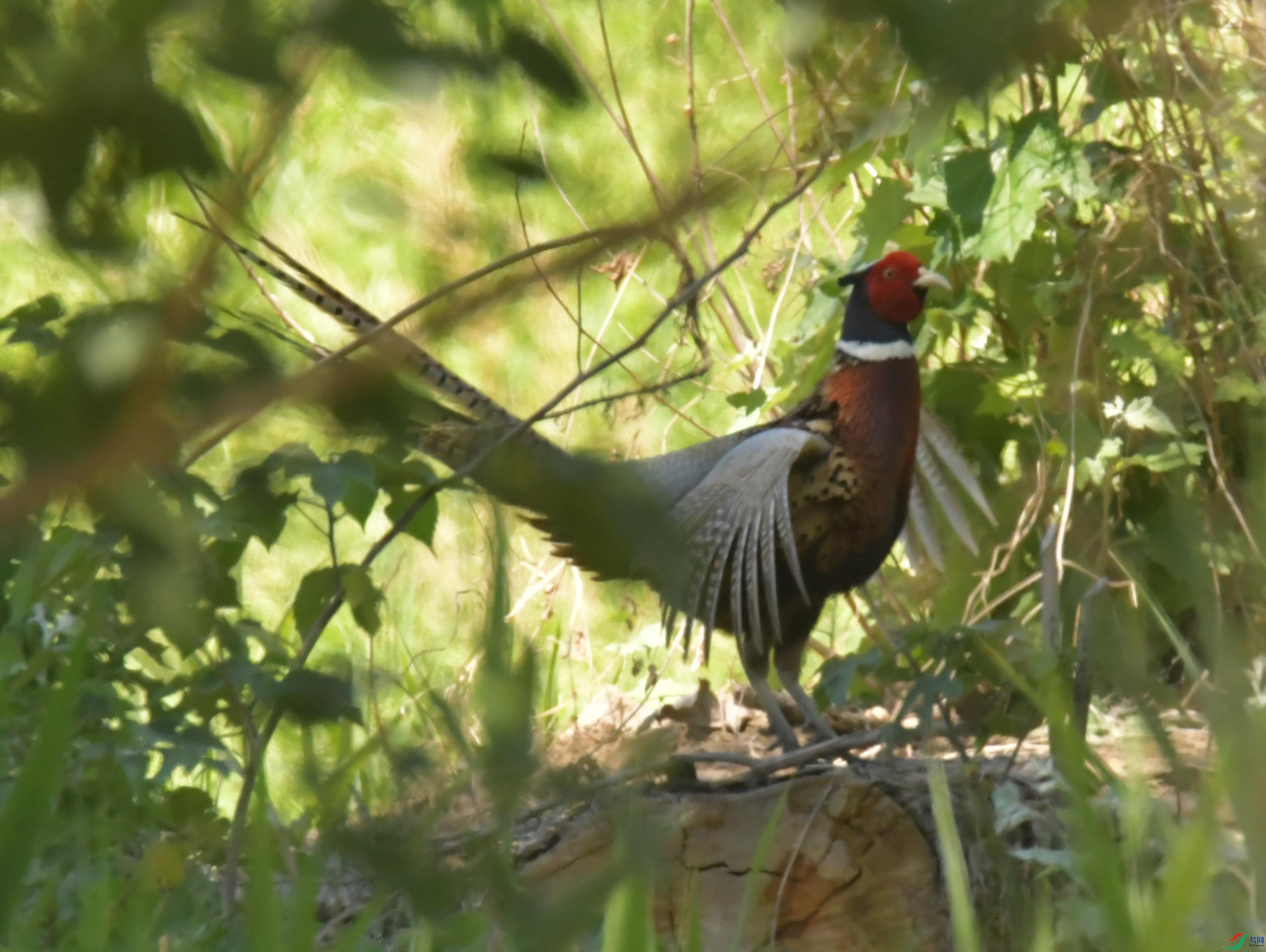 NIKON CORPORATION NIKON D500 -5568x3712-8765248.JPEG