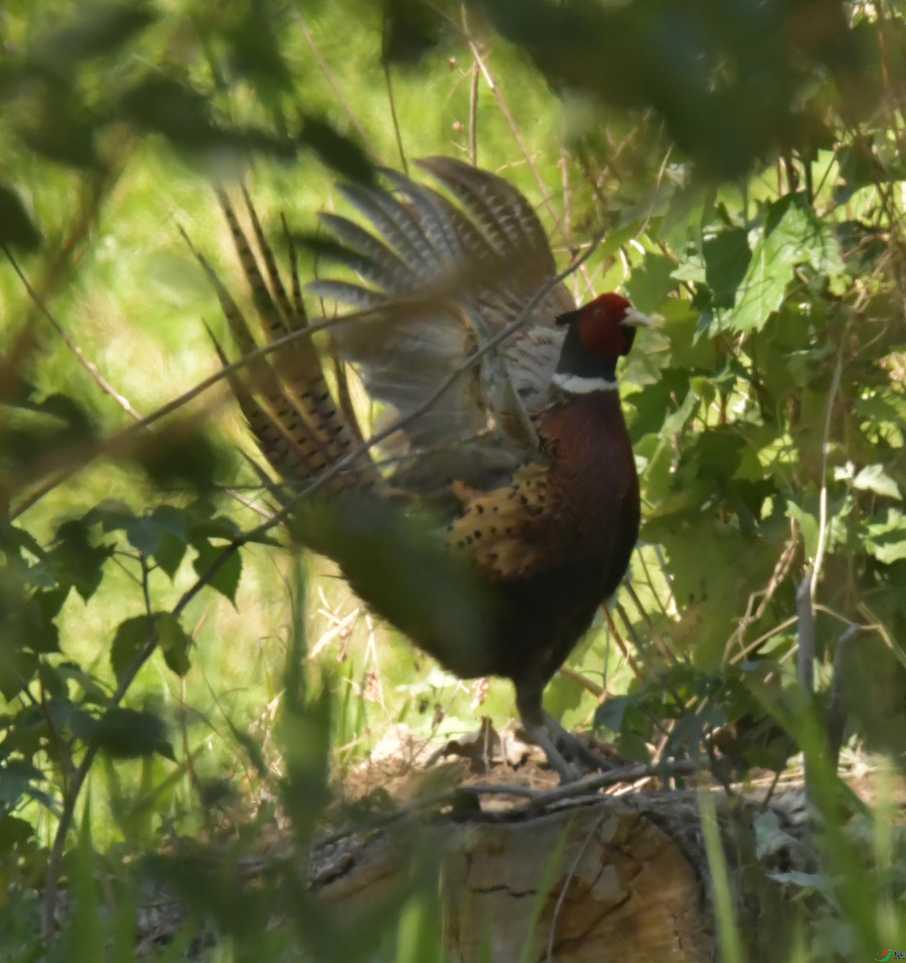 NIKON CORPORATION NIKON D500 -5568x3712-8745664.JPEG