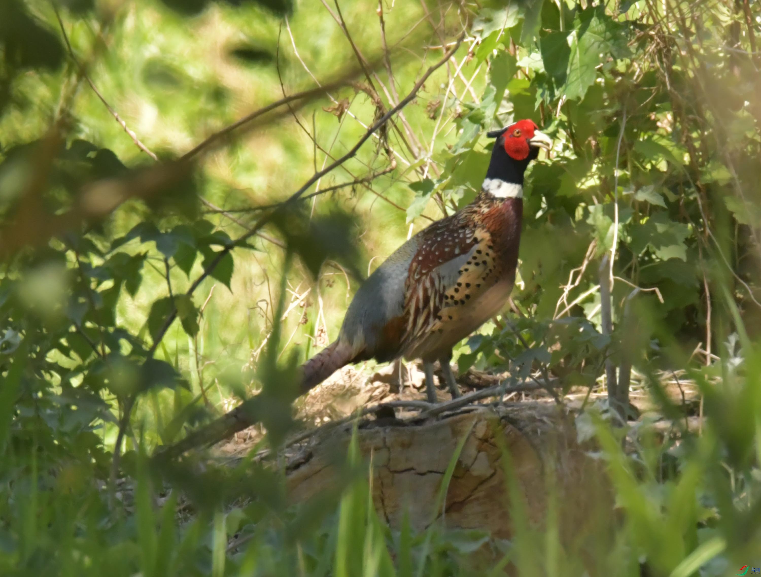 NIKON CORPORATION NIKON D500 -5568x3712-9056768.JPEG