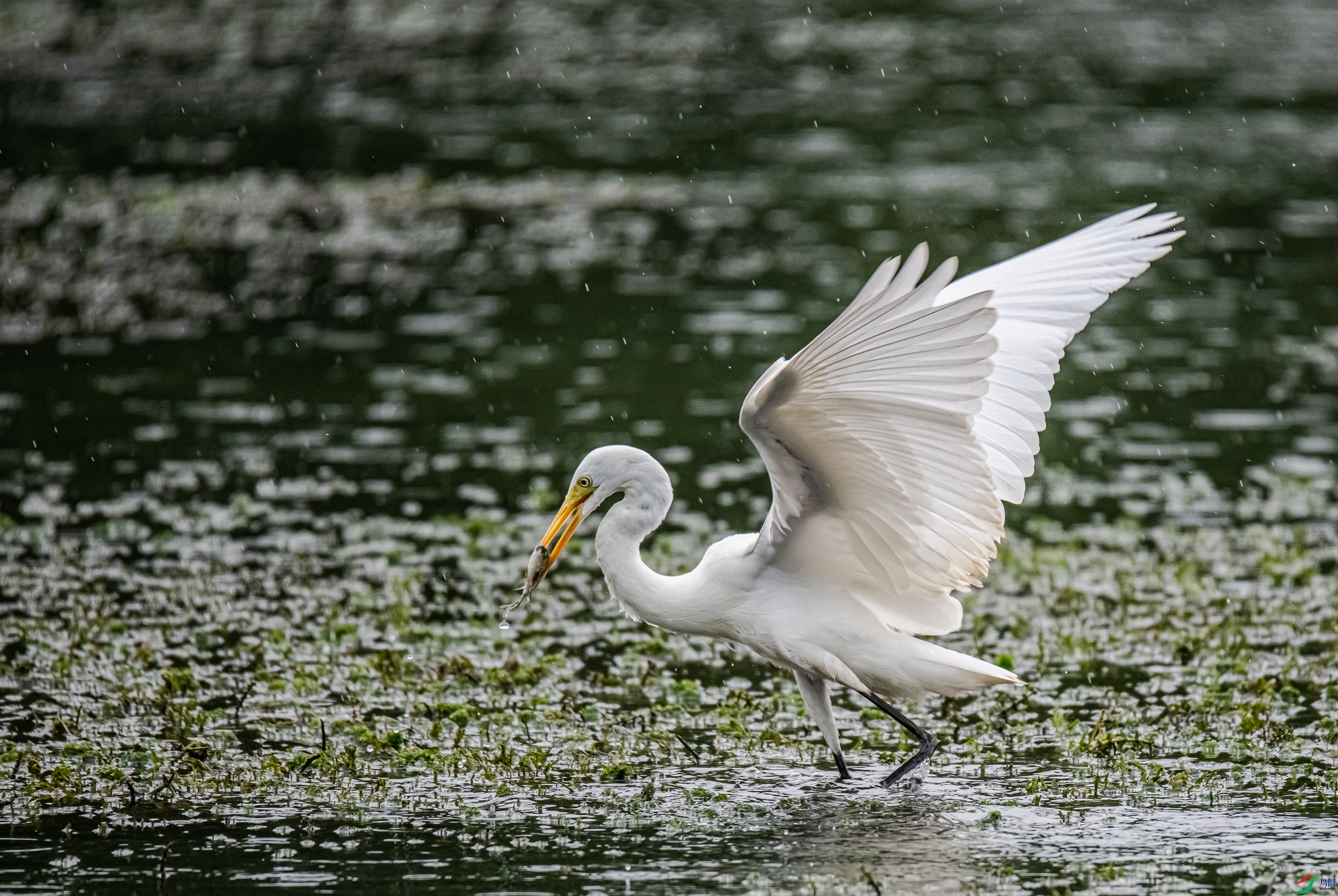 DSC_6811.jpg