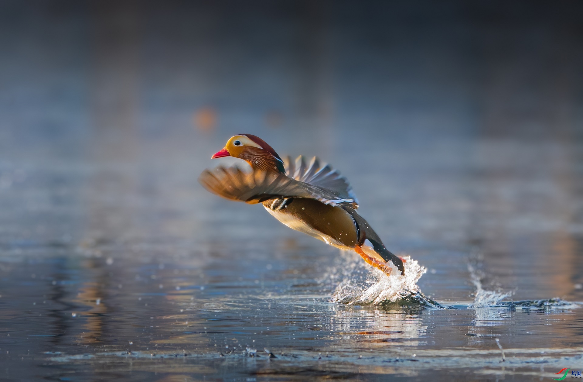 DSC01784-denoise-denoise (2).jpg