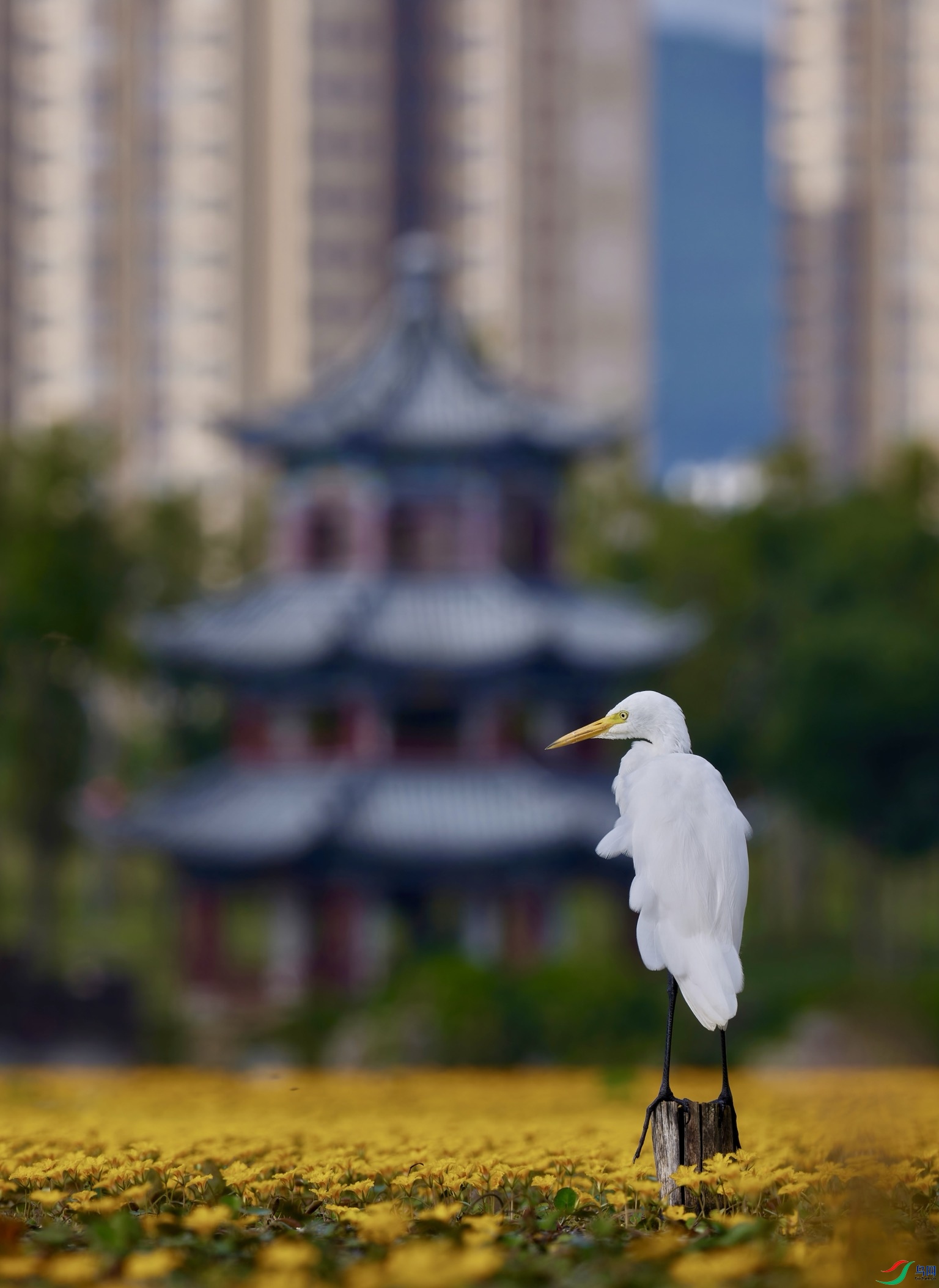 ��Ȼ����г��