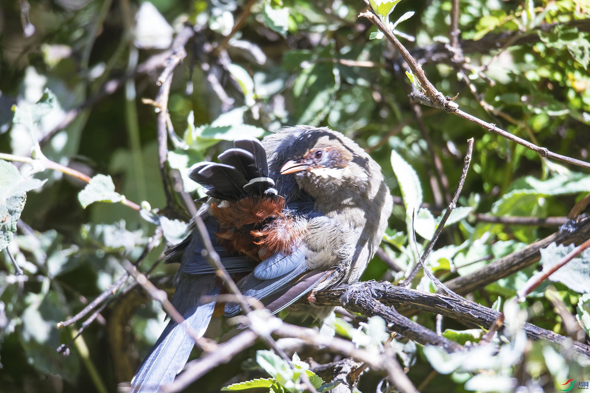 �Ҹ�����