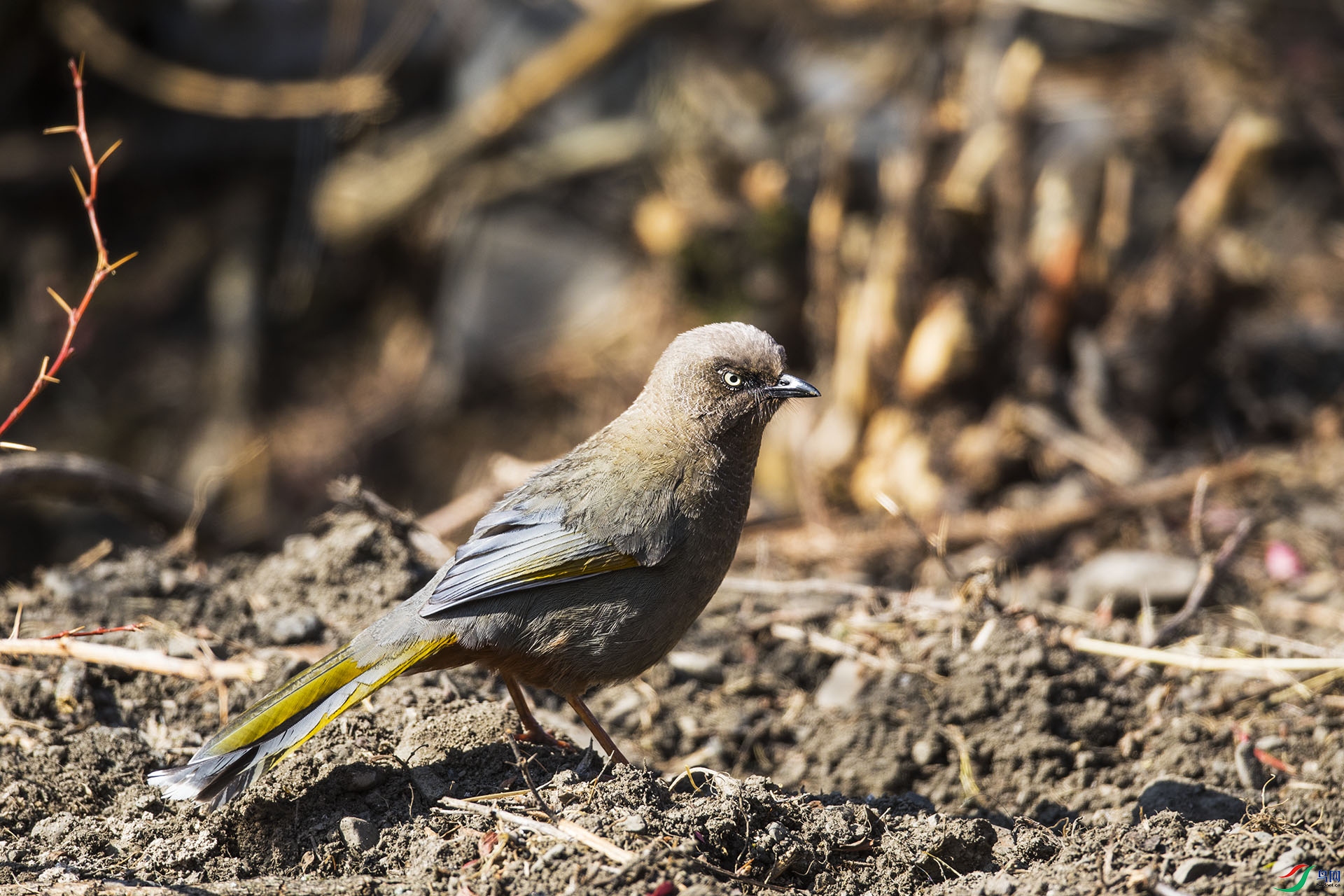 �ȳ�����