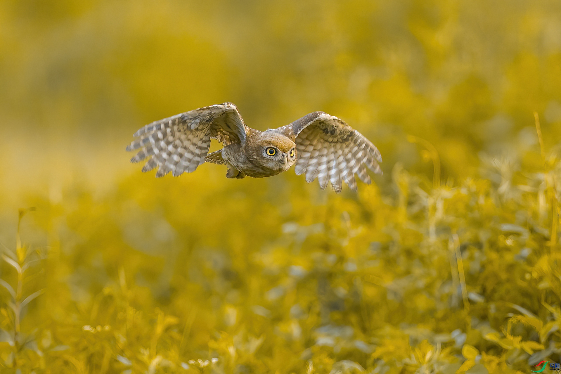 0D7A3615-DeNoiseAI-denoise.jpg