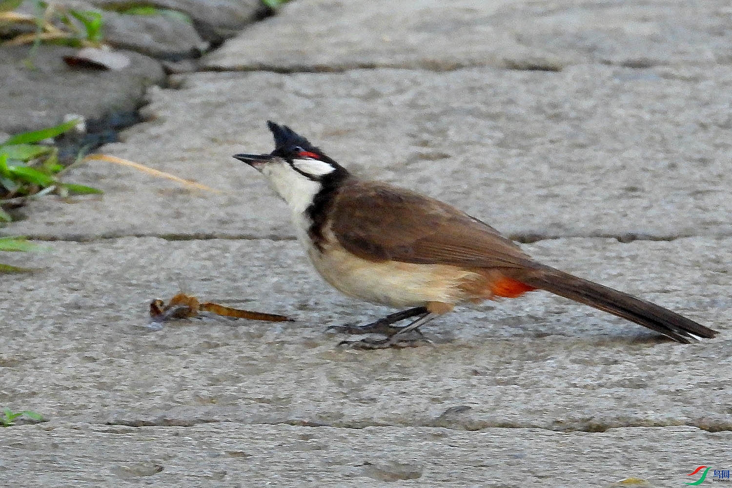 DSCN5532.jpg