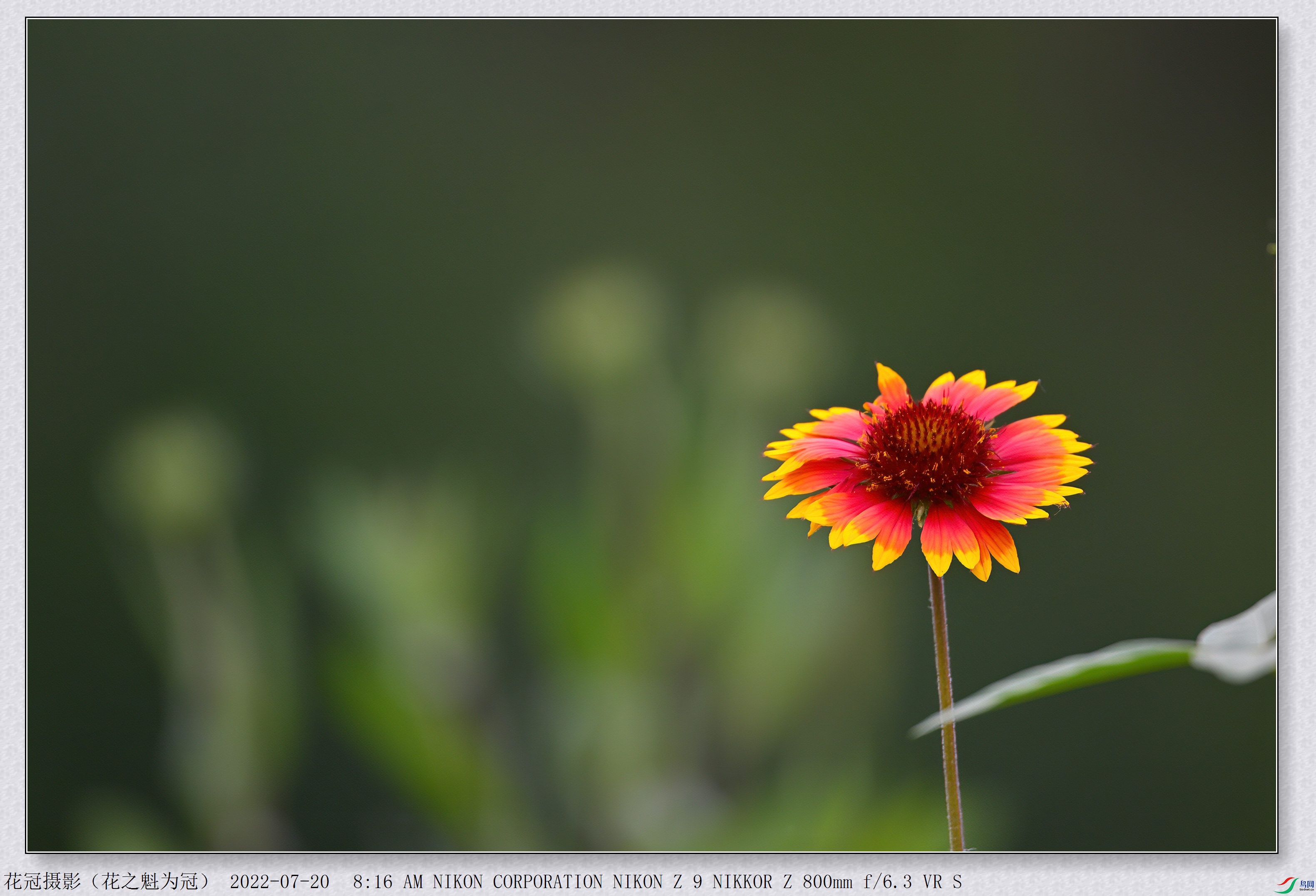 DSC_9901B-1-DeNoiseAI-low-light_����.jpg