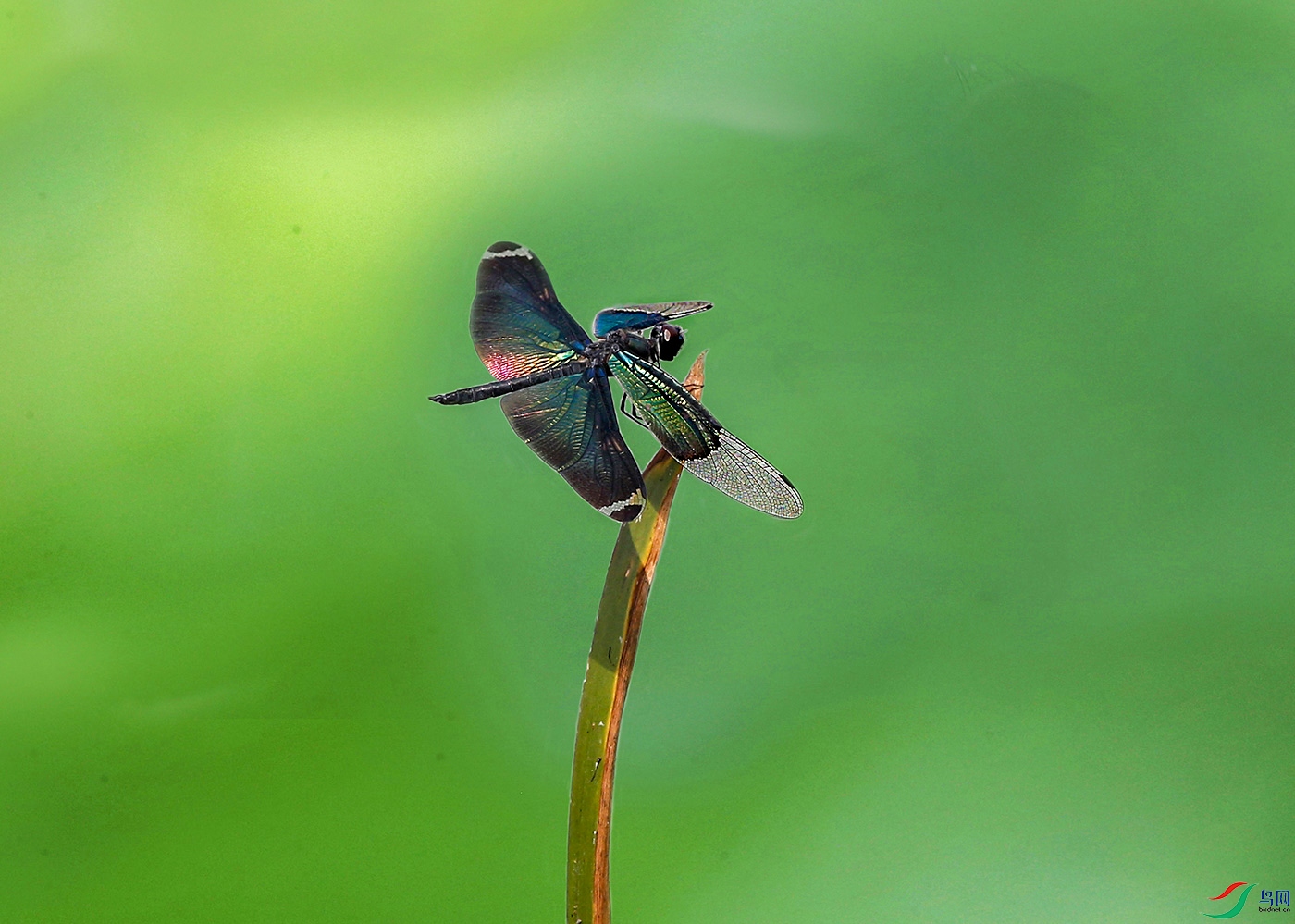 00000C69V3538�������� 500k0 ����.jpg