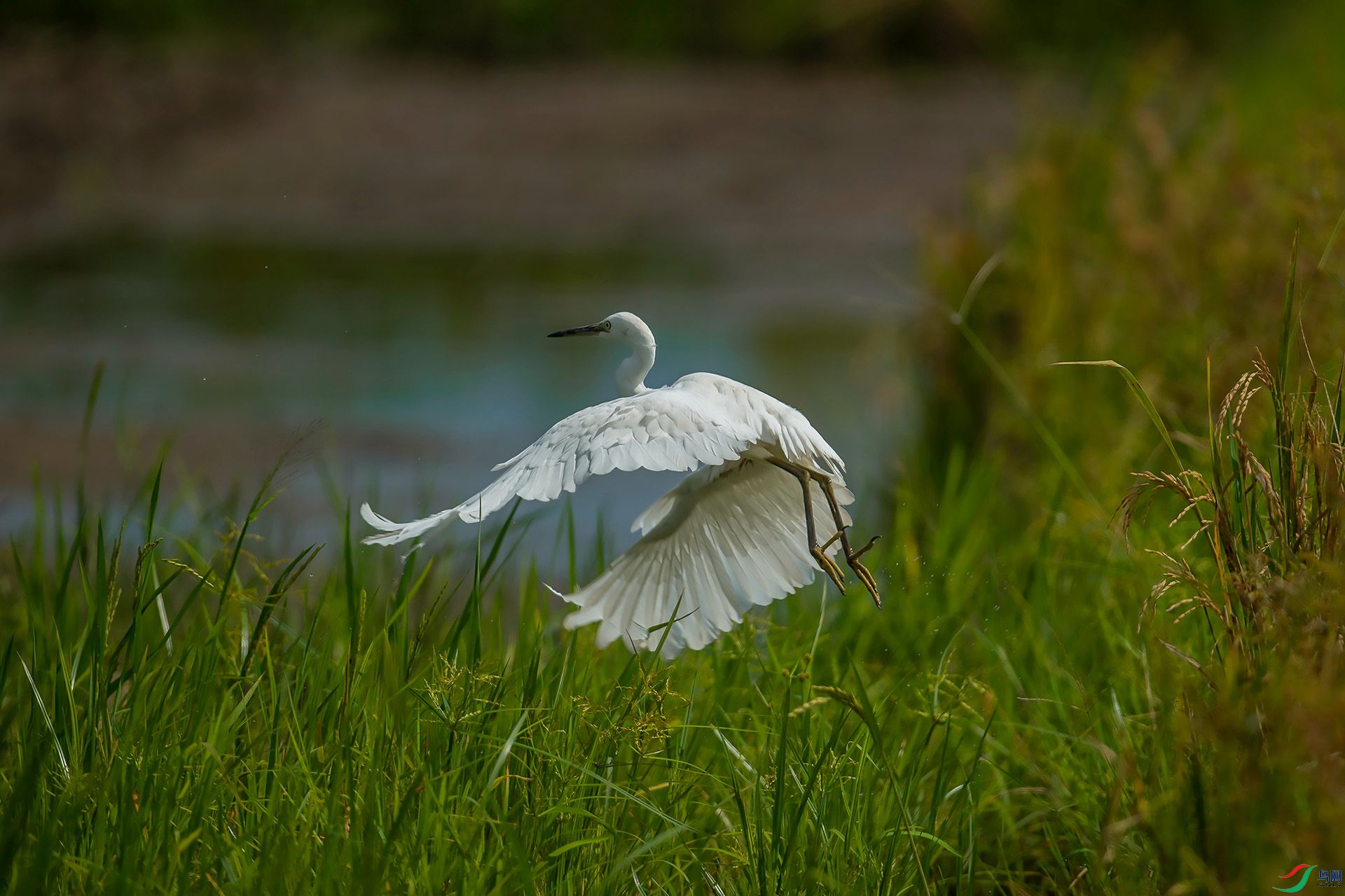 DSC_1684.jpg