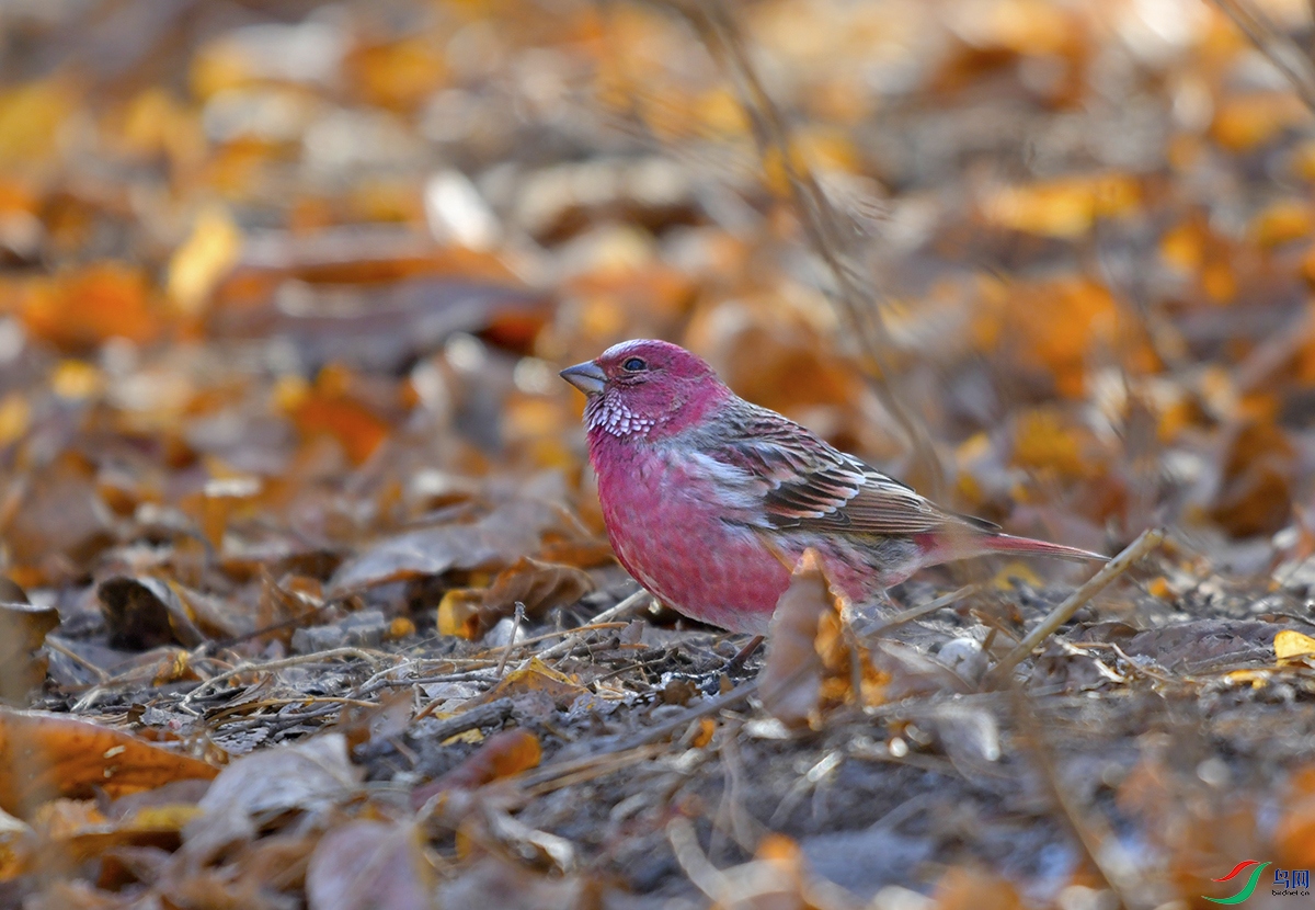 _DSC3987.JPG