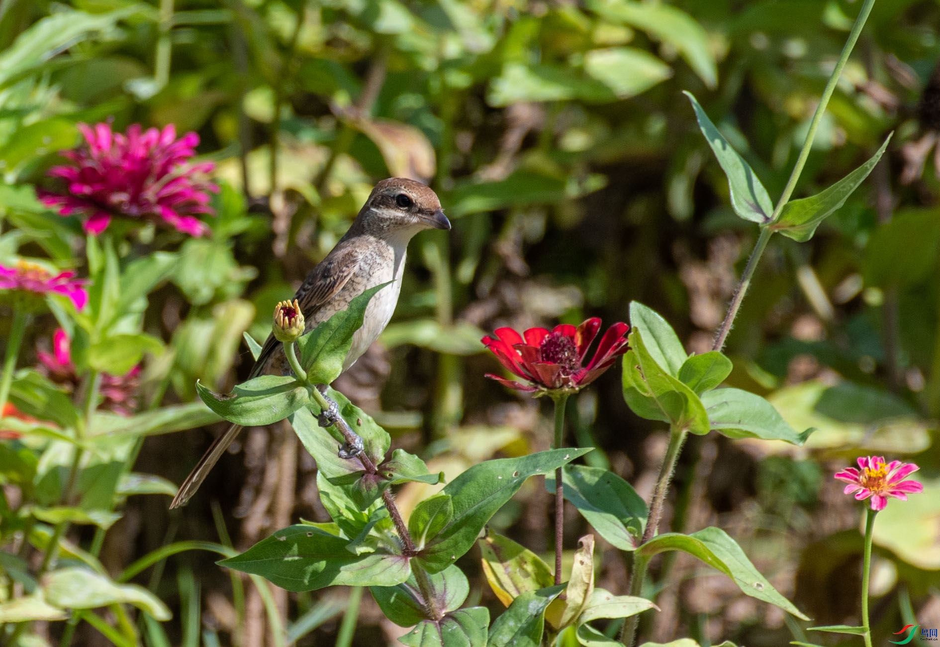 DSC_2866.jpg
