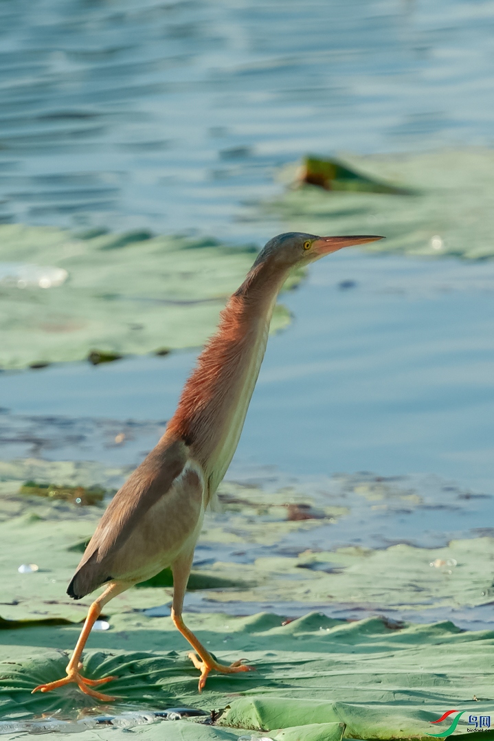 DSC_0090_DxOa.jpg
