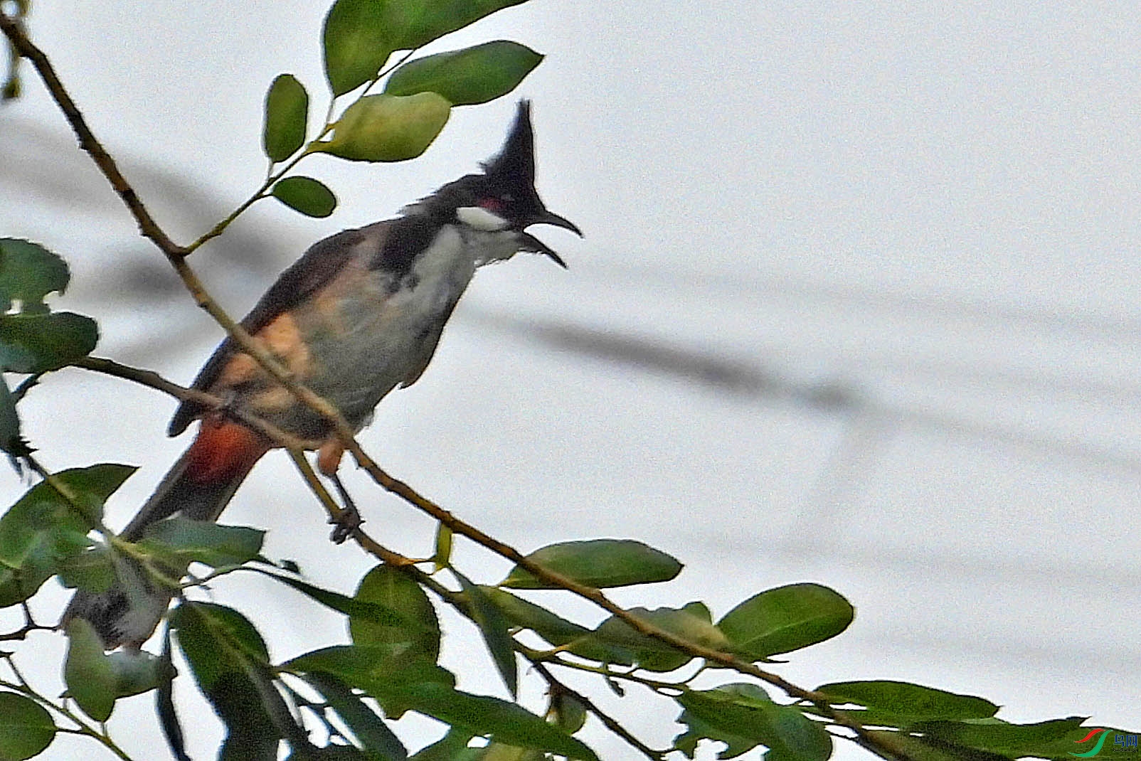 DSCN5582.jpg