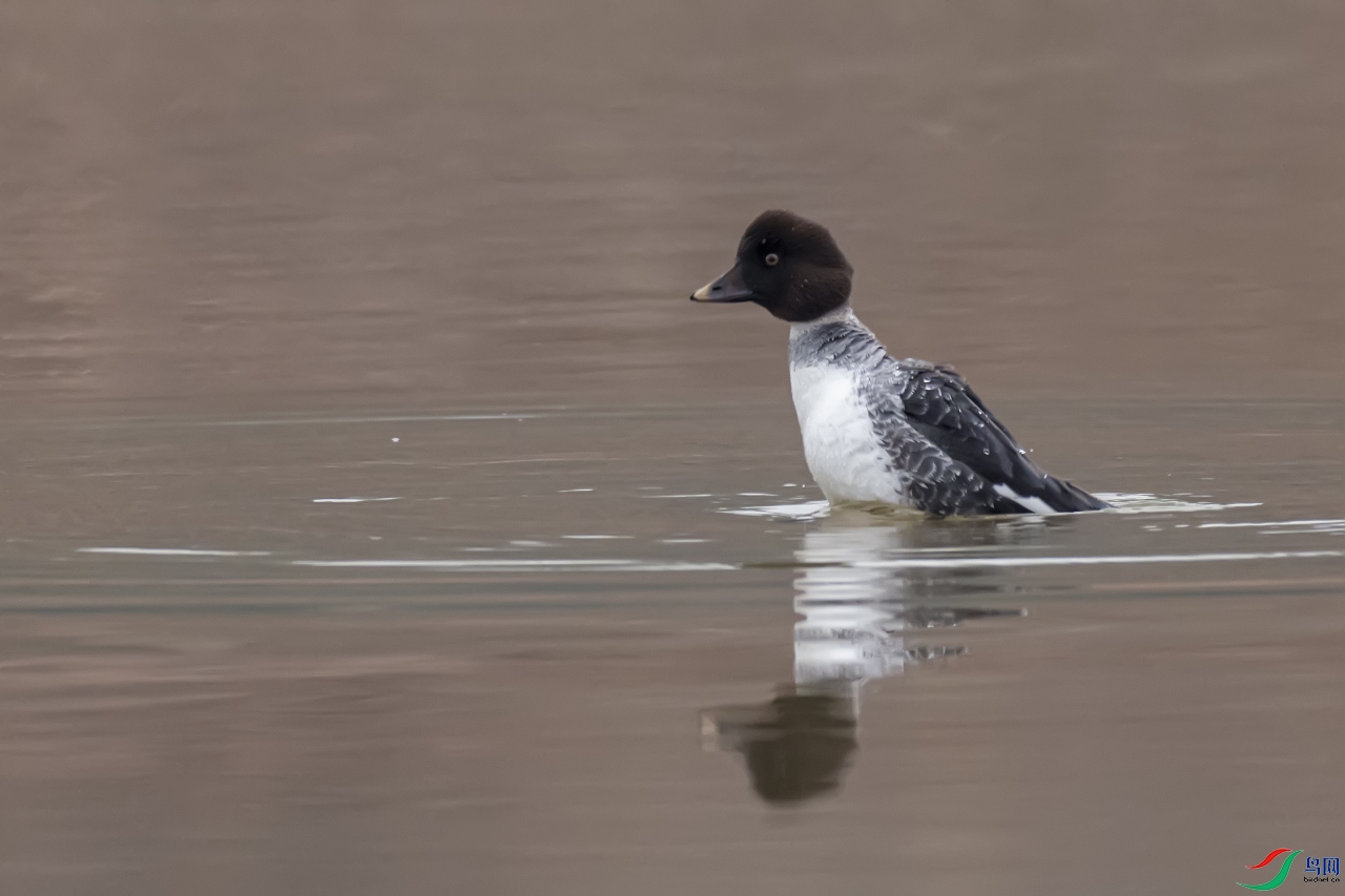 ���Լ�     ȵѼ