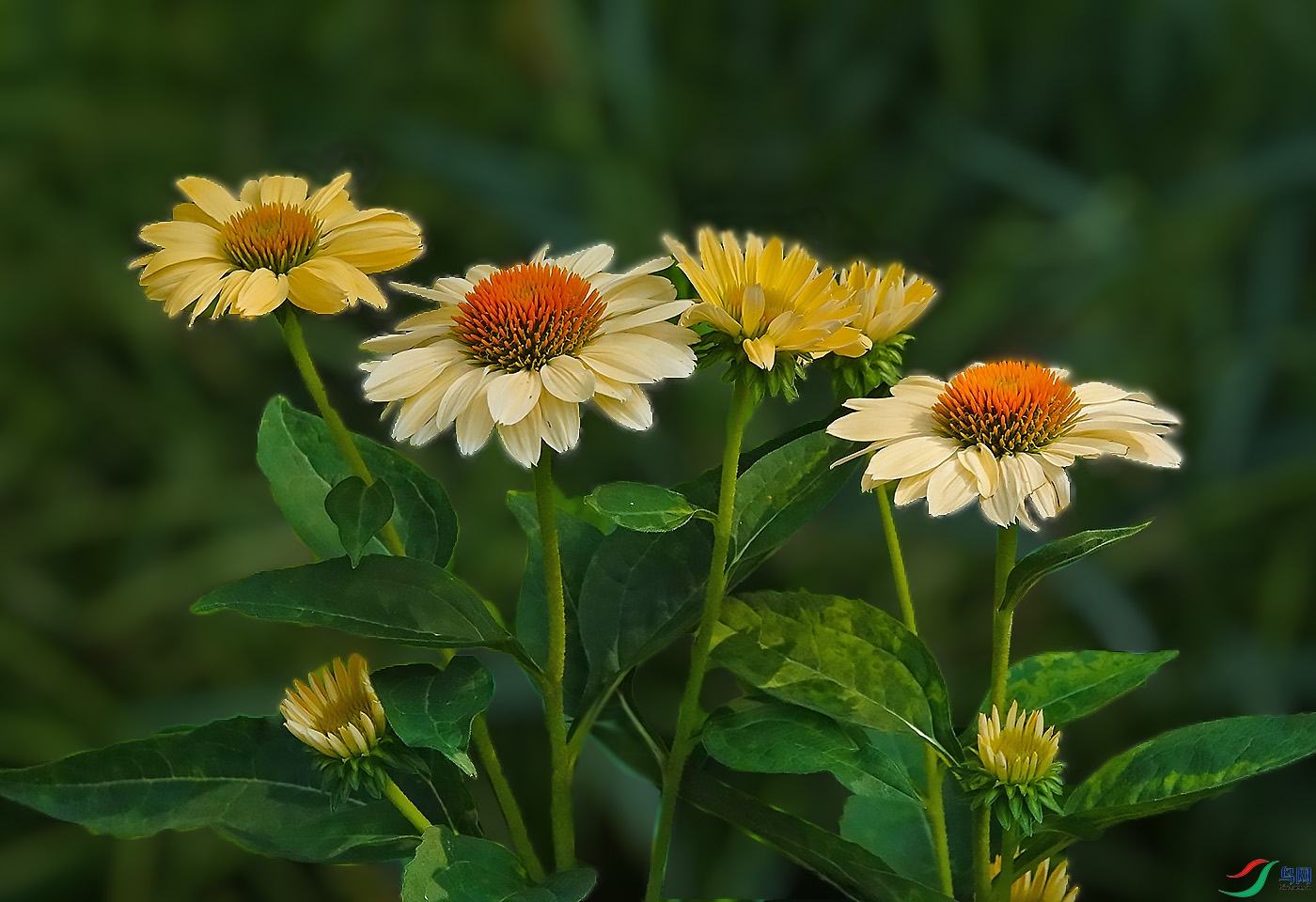 DSC00487 ����.jpg