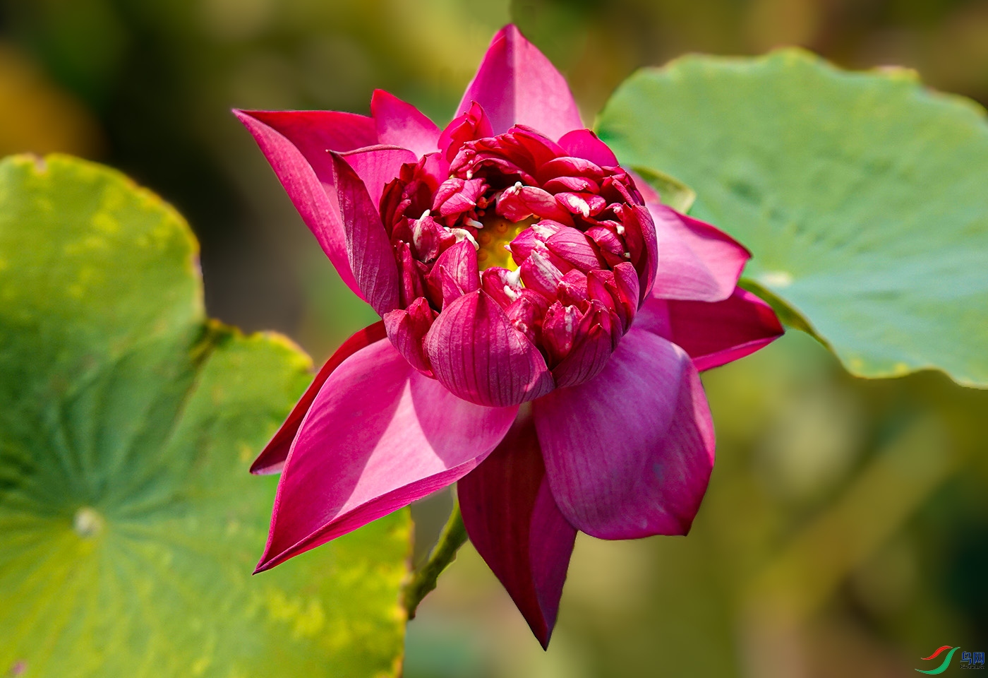 DSC00767 ����.jpg