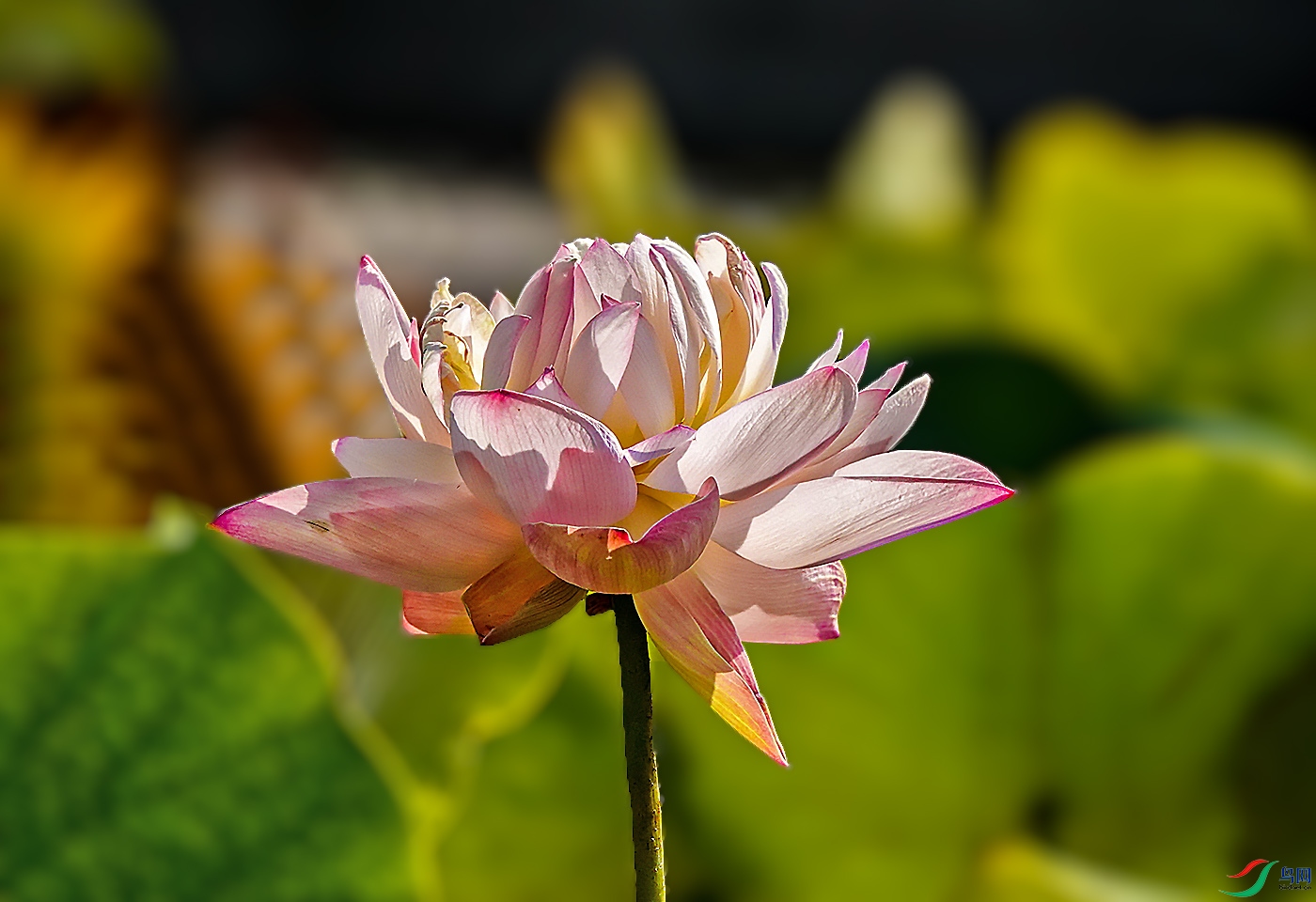 DSC00779 ����.jpg