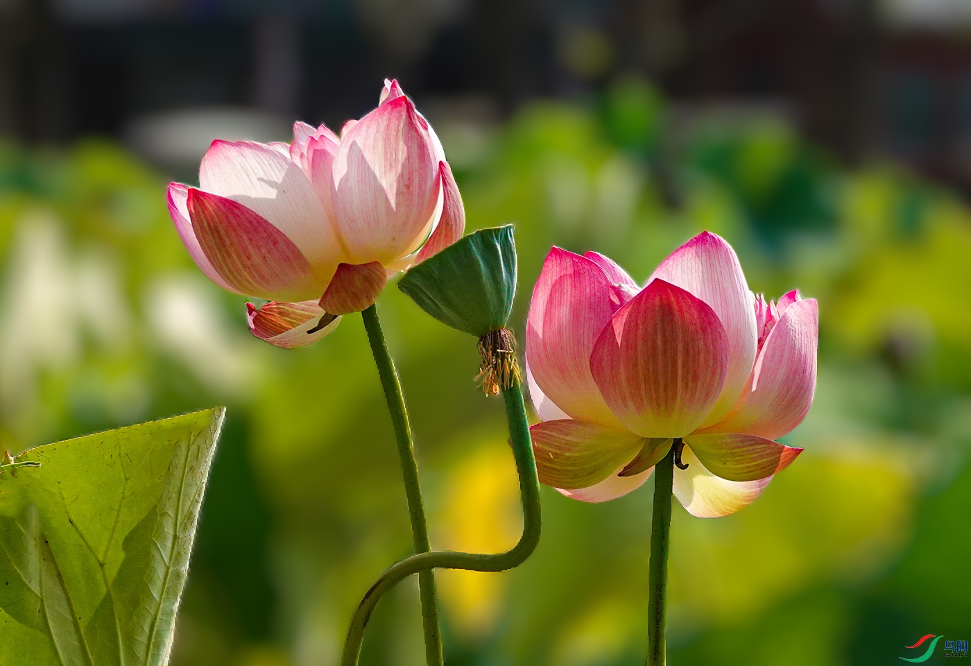 DSC00811 ����.jpg