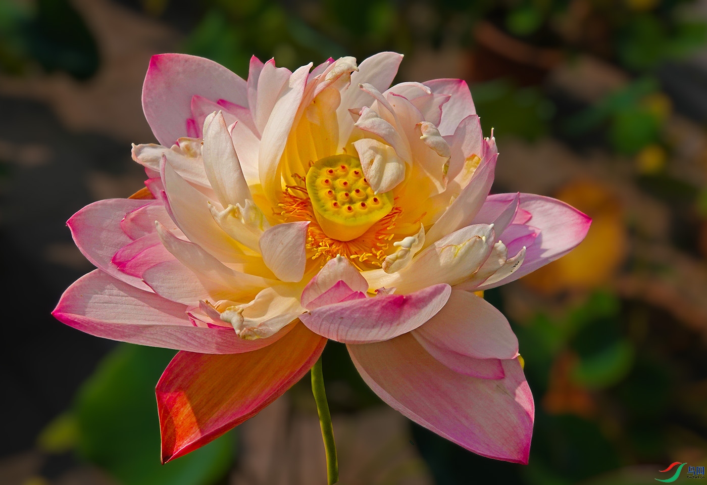 DSC00754 ����.jpg