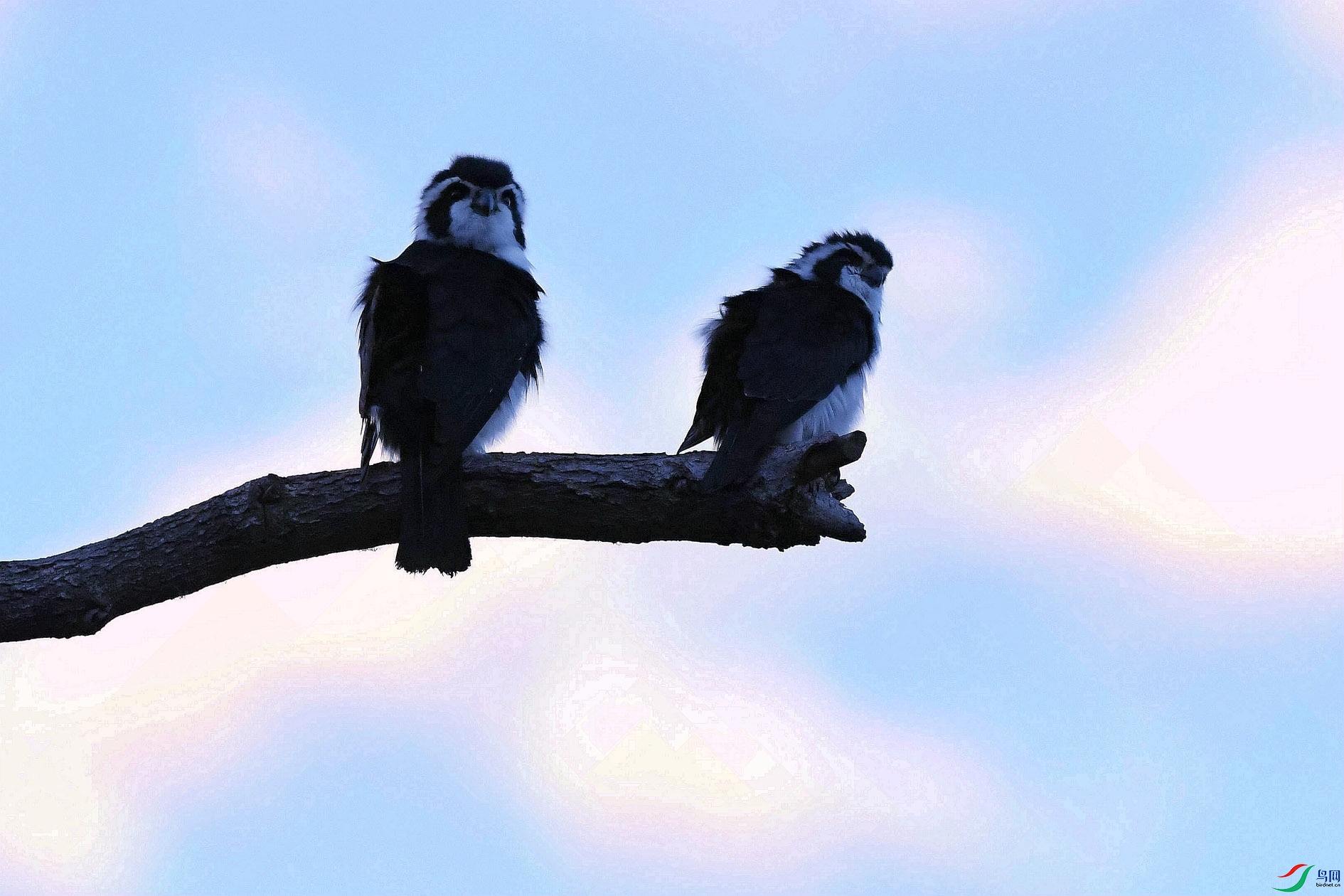 DSC_1700_����.jpg