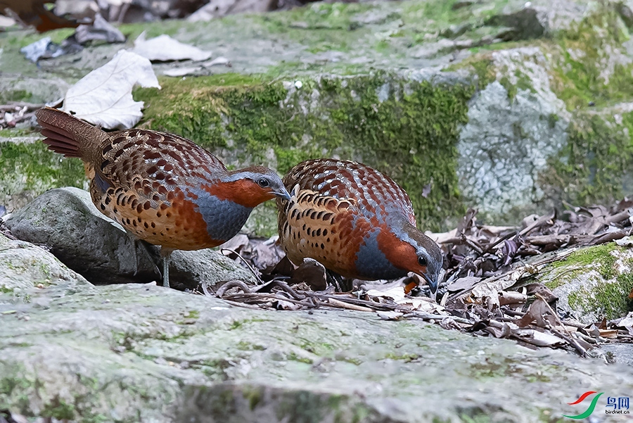 DSC_1352_DxOa.jpg