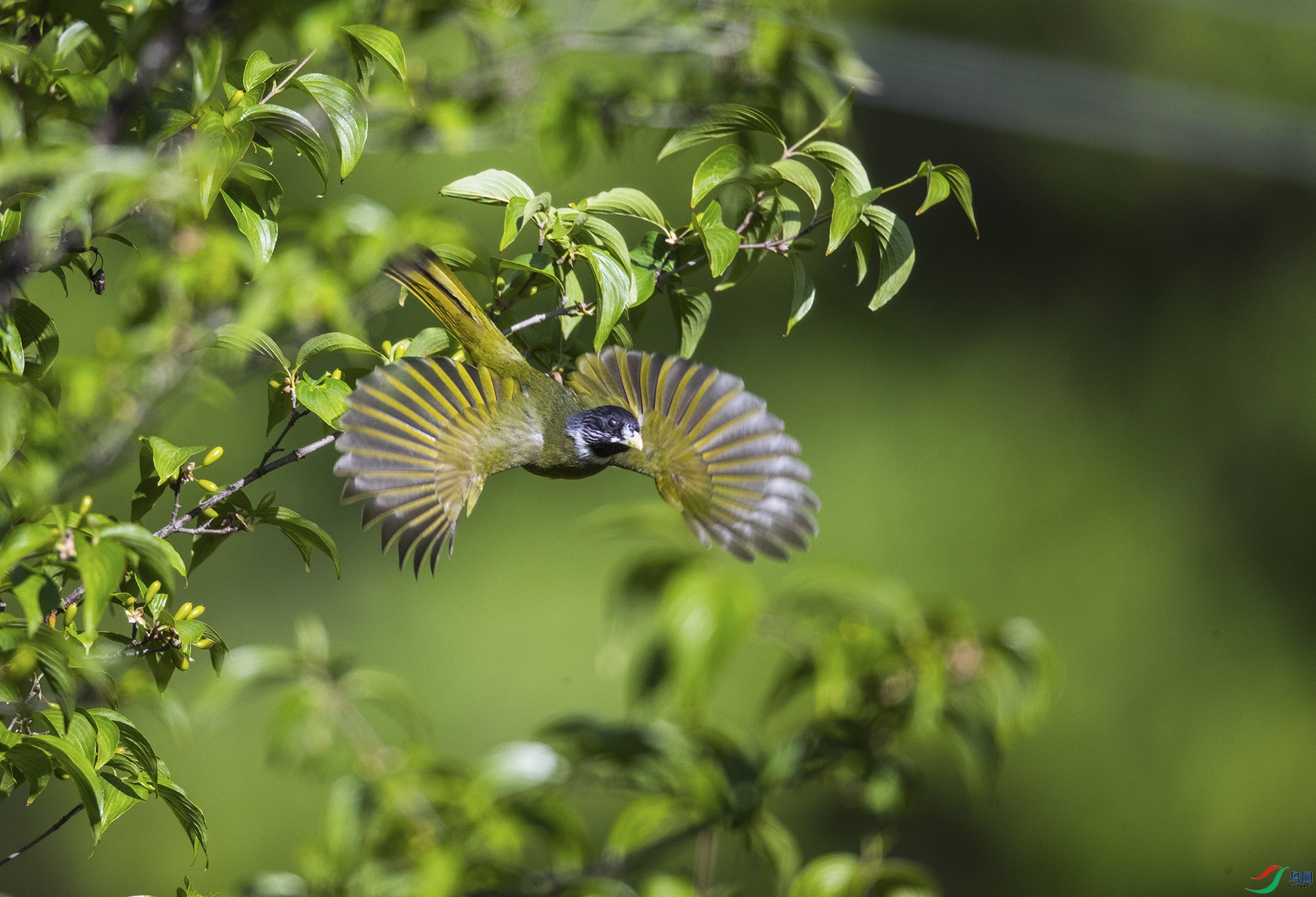 ����ȸ��