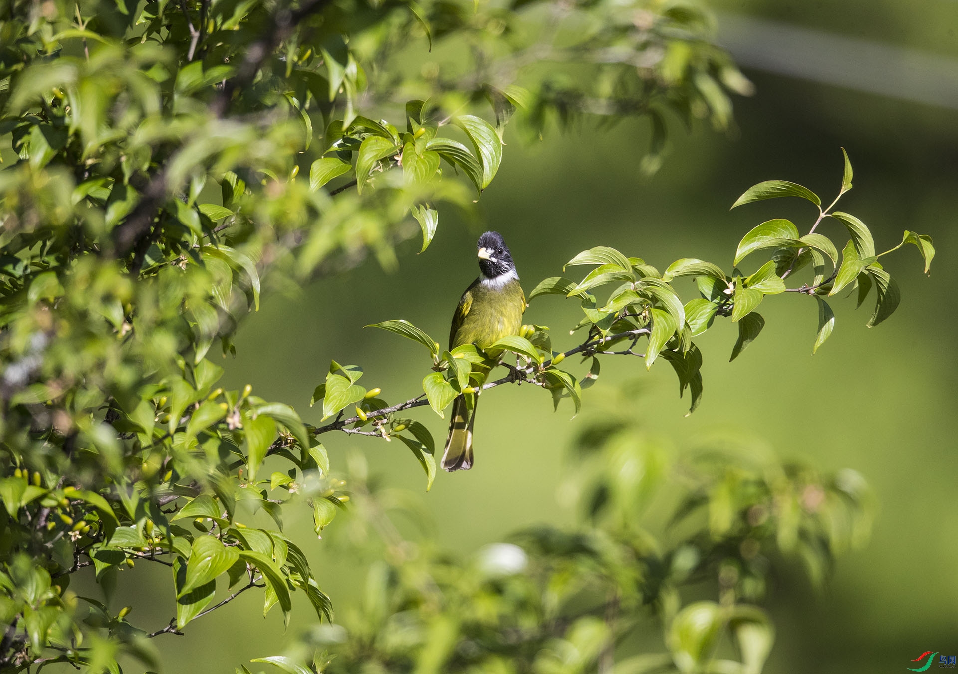 ����ȸ��