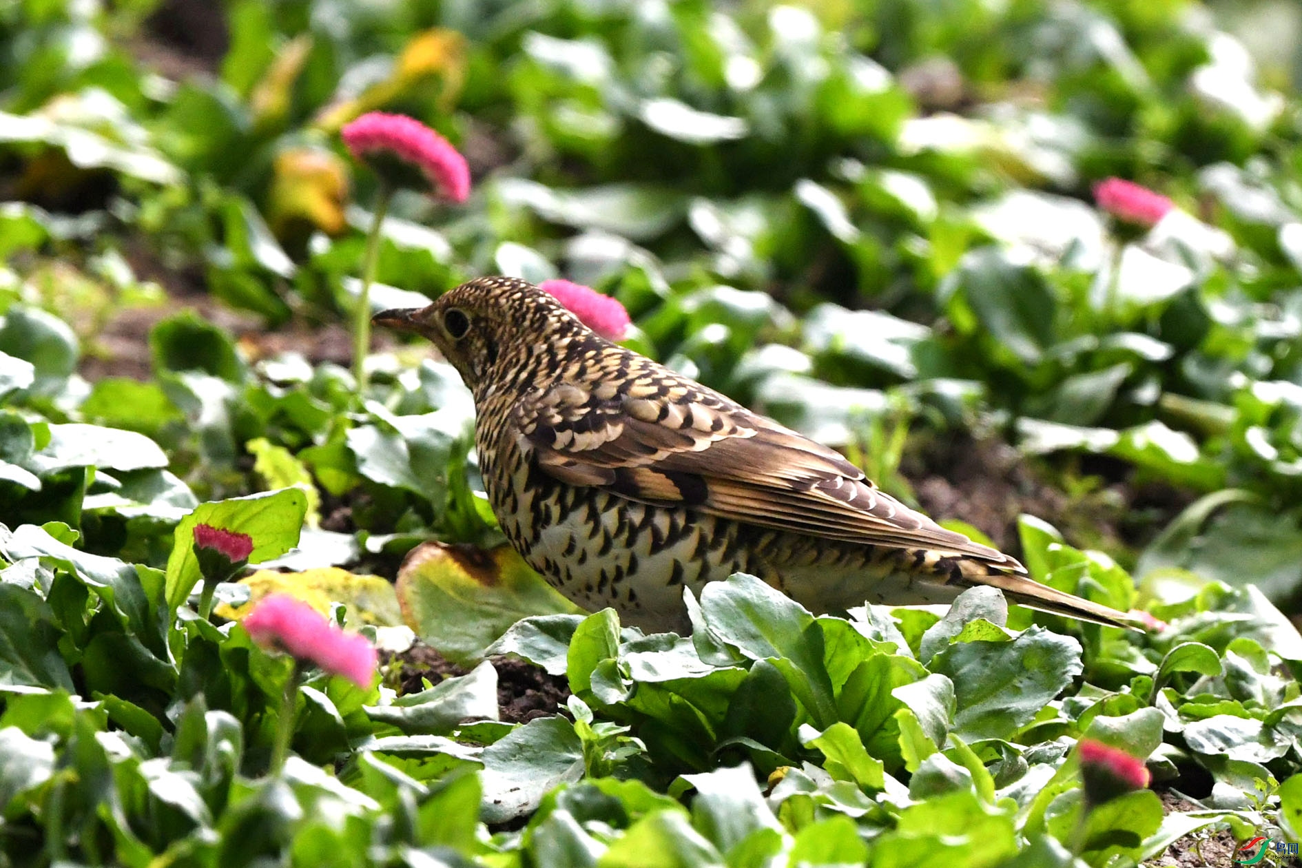 DSC_6514_����.jpg