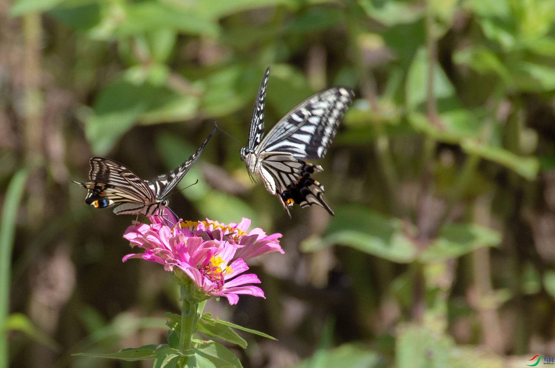 DSC_2969.jpg