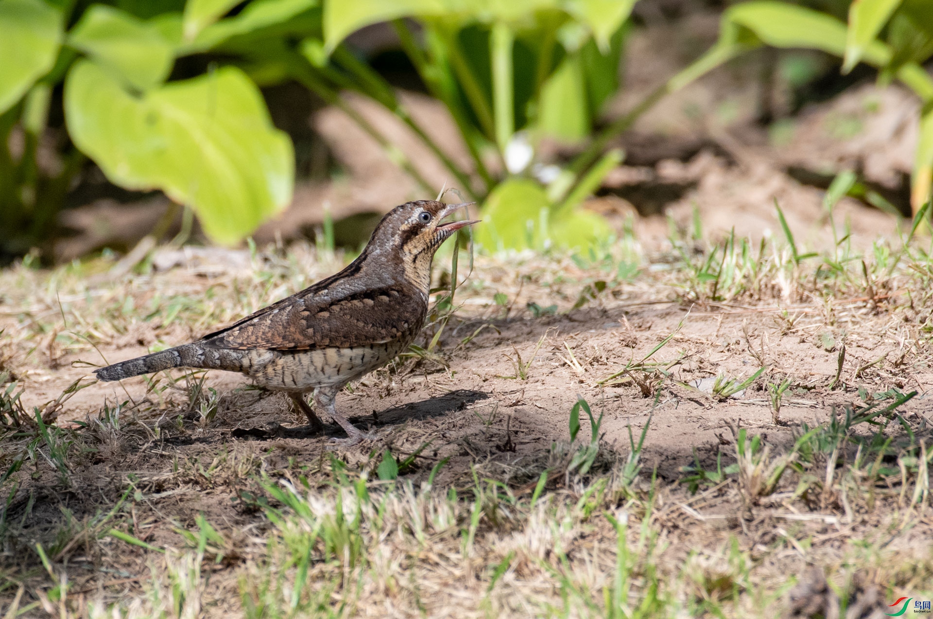 DSC_5023.jpg