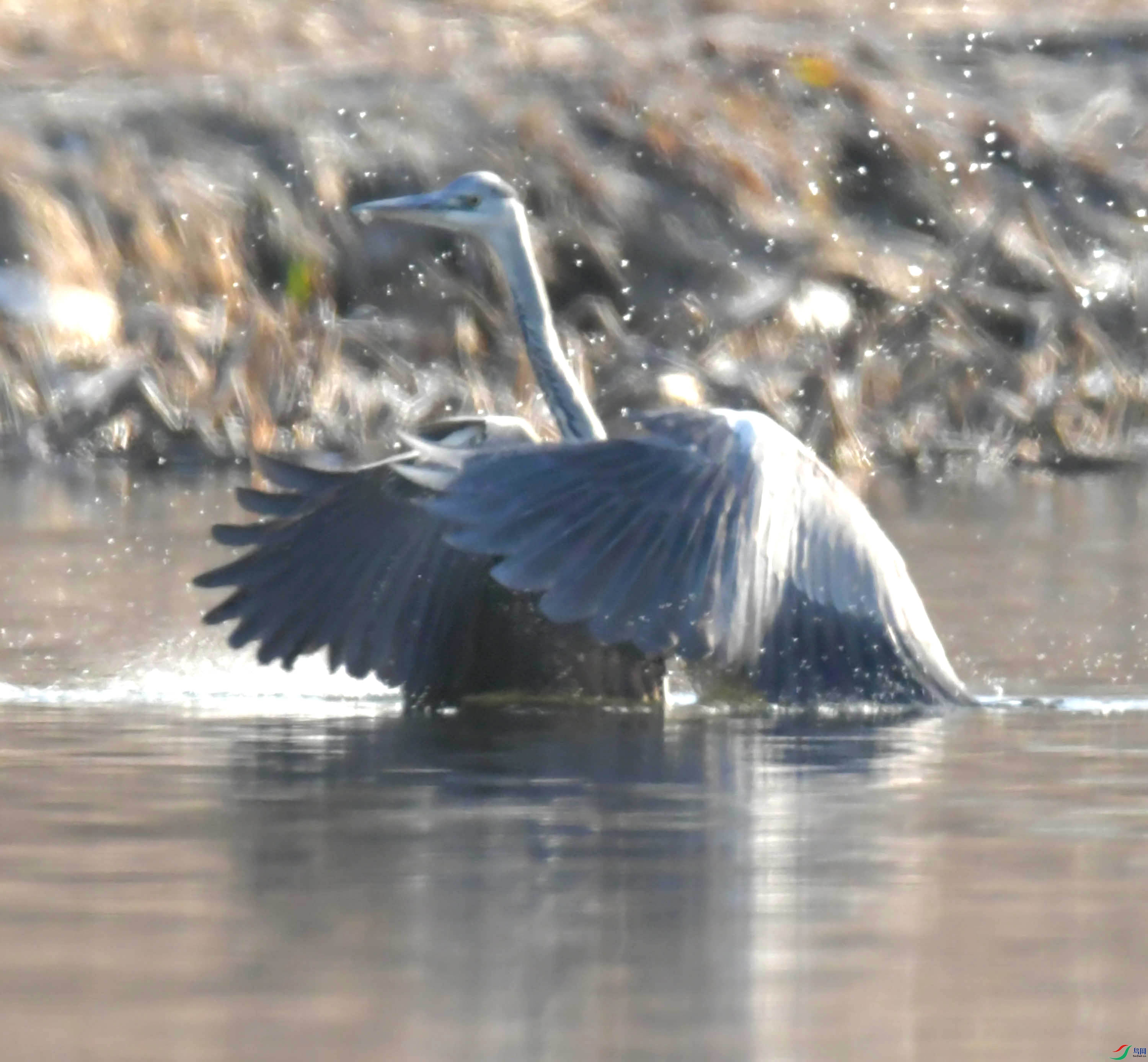 DSC_9927.JPG