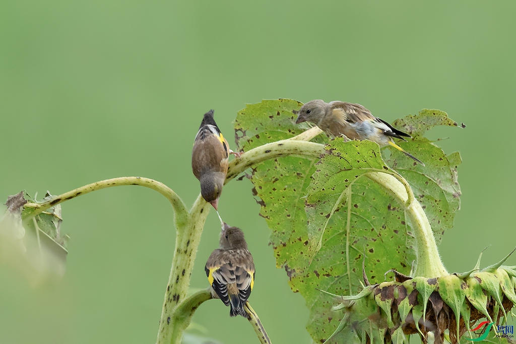 DSC_2840_DxOa.jpg
